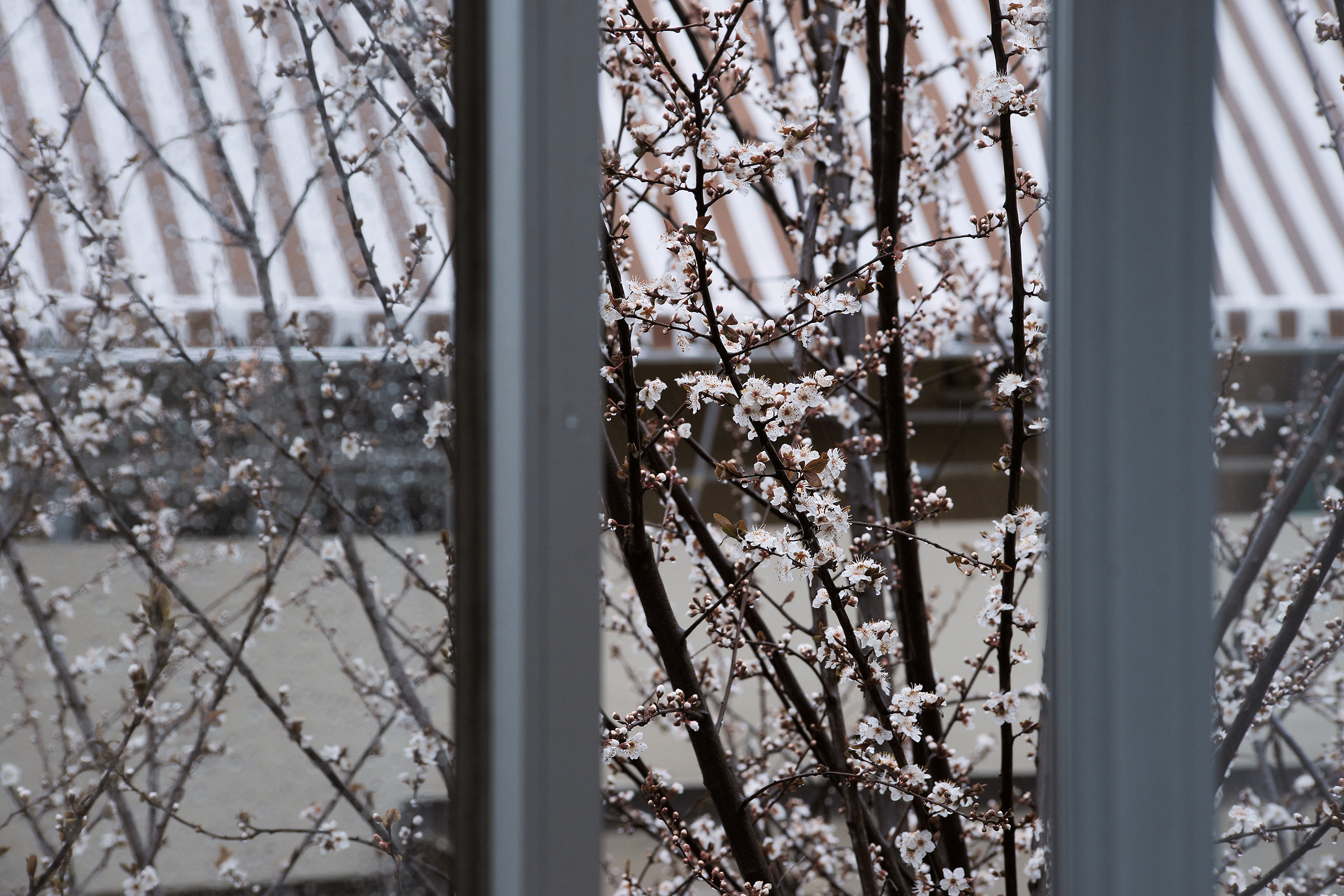 Fioritura del prugno