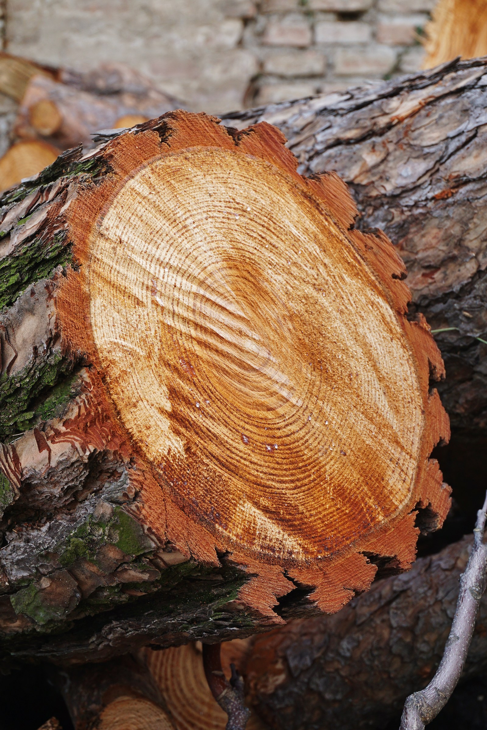 Lame rotanti! (ex Ingranaggi Vegetali)