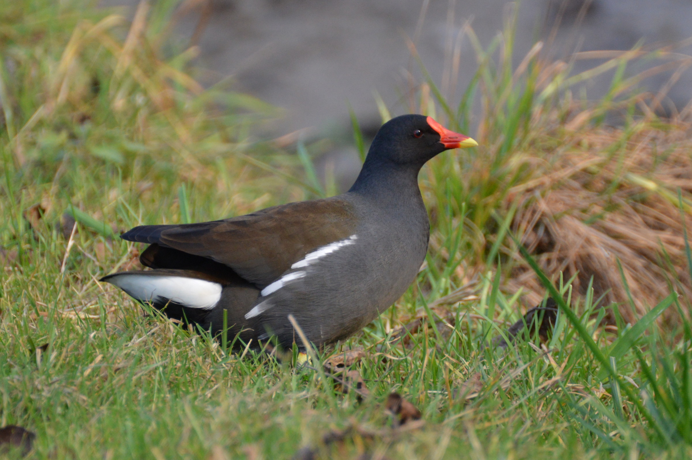 Moorhen