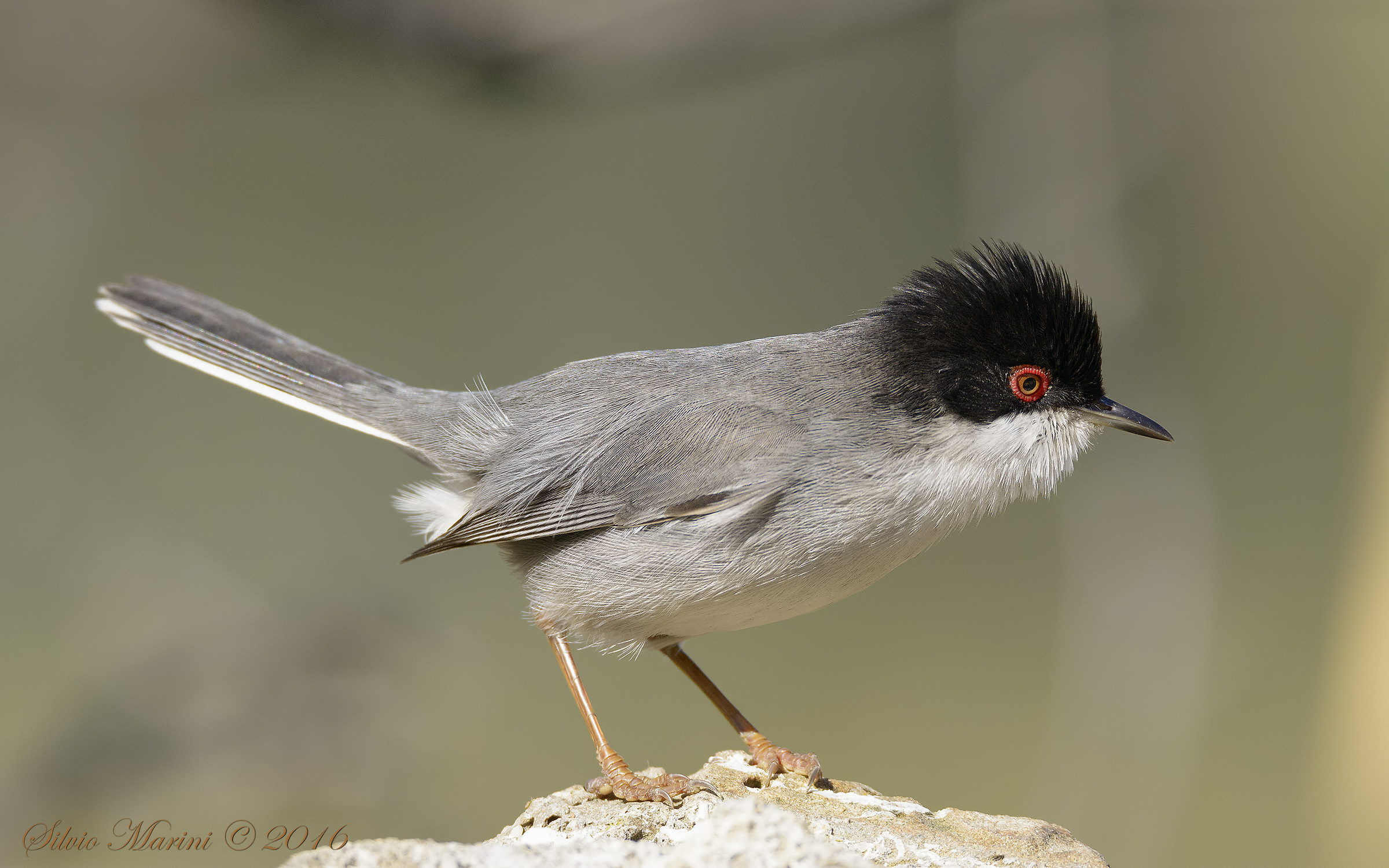 Sardinian warbler (Sylvia melanocephala) hurt