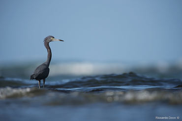 Egretta caerulea