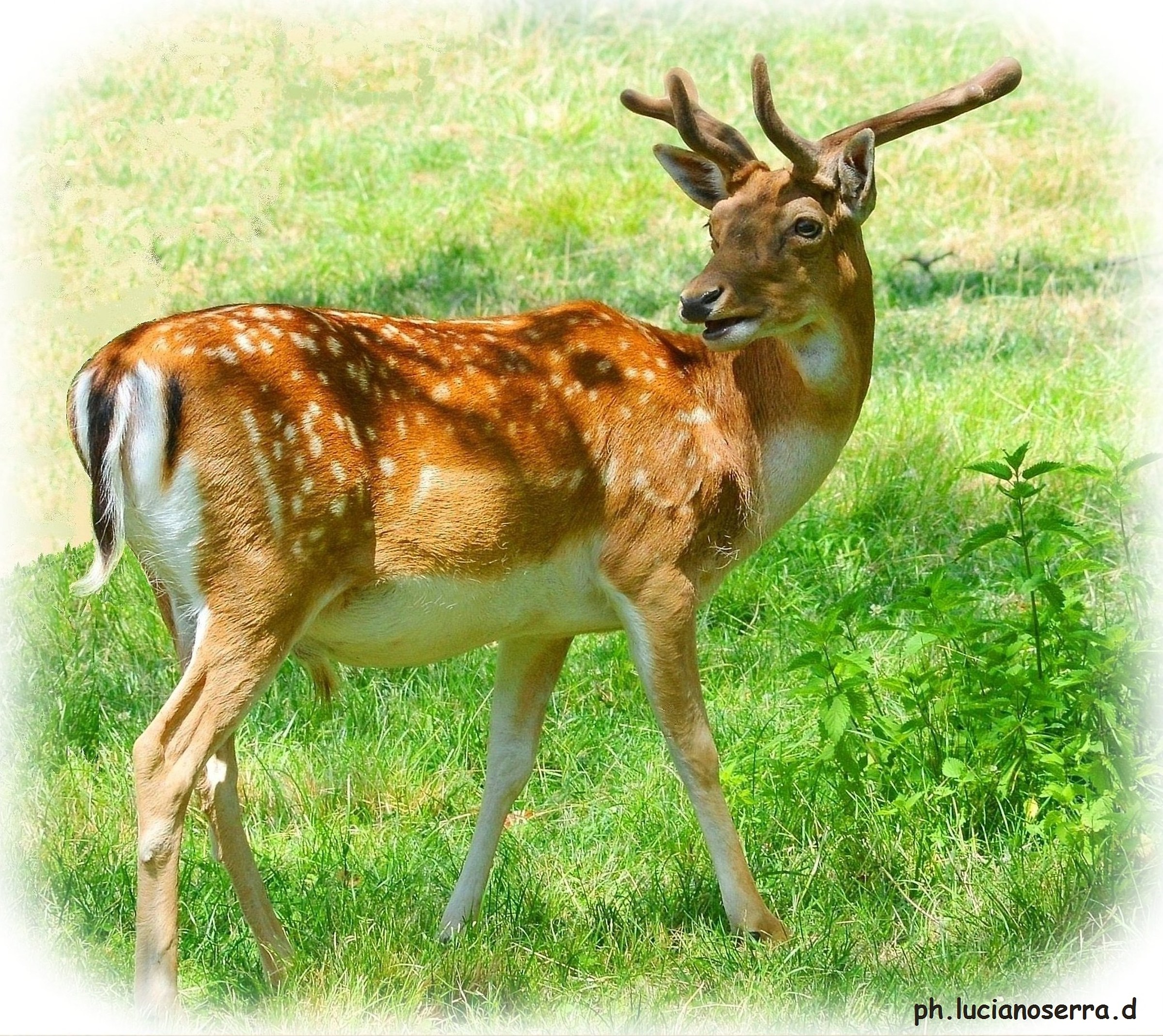 A 'other photos of the young deer