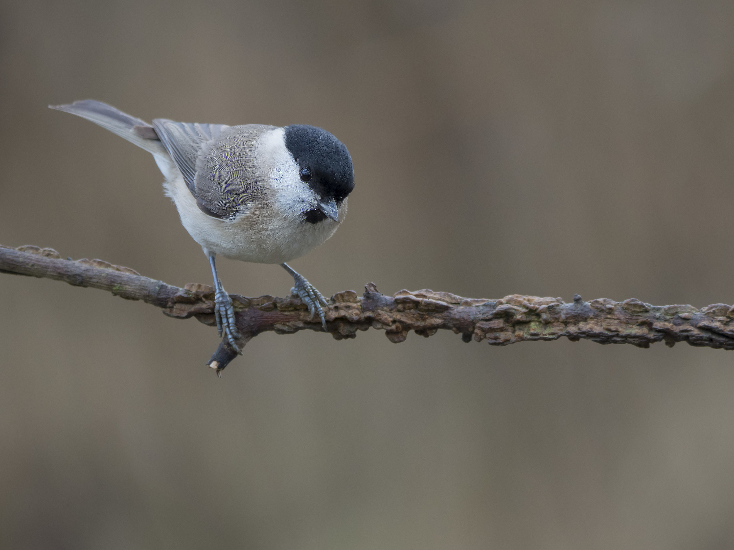 Marsh Tit