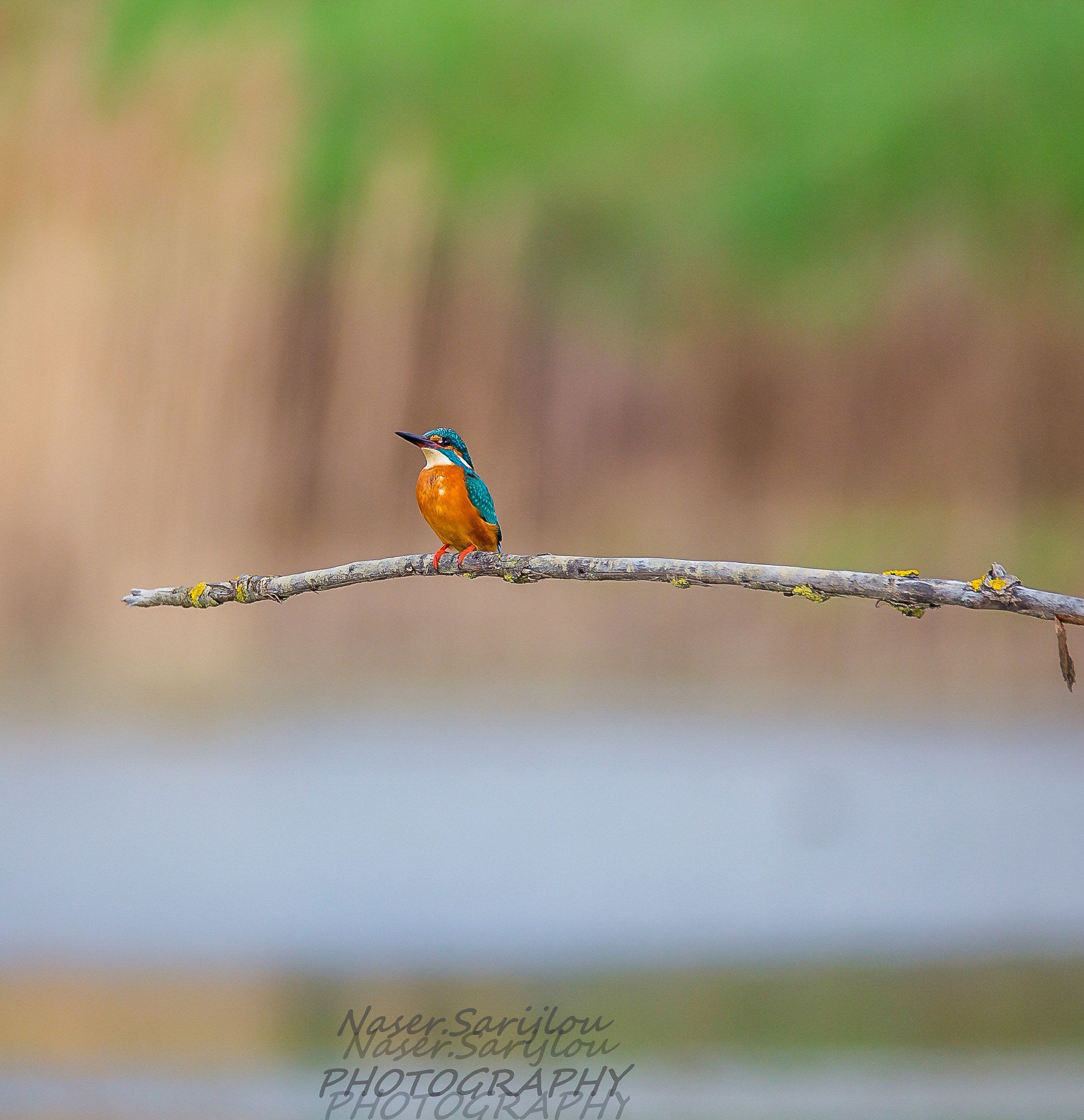First Kingfisher