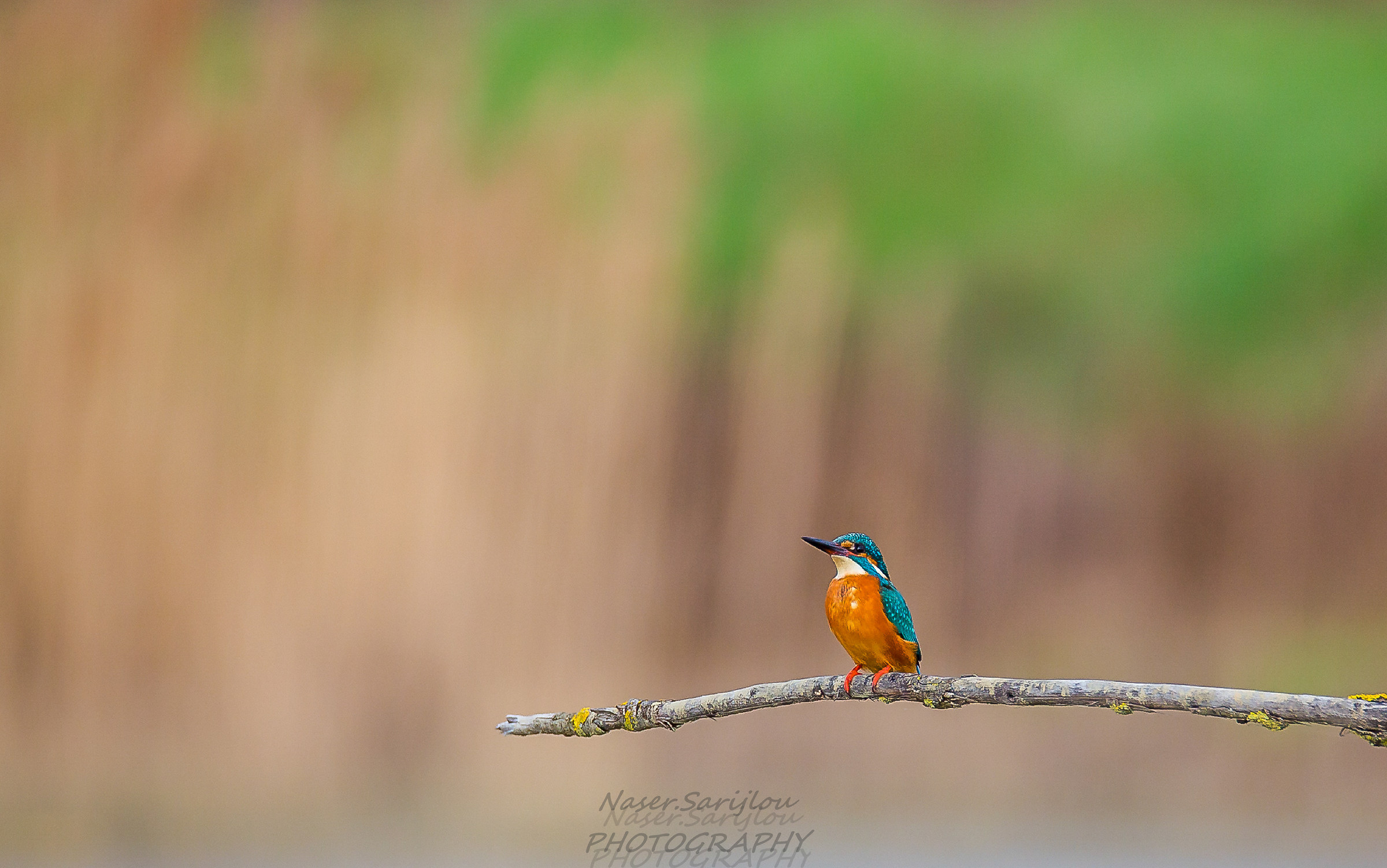 Kingfisher