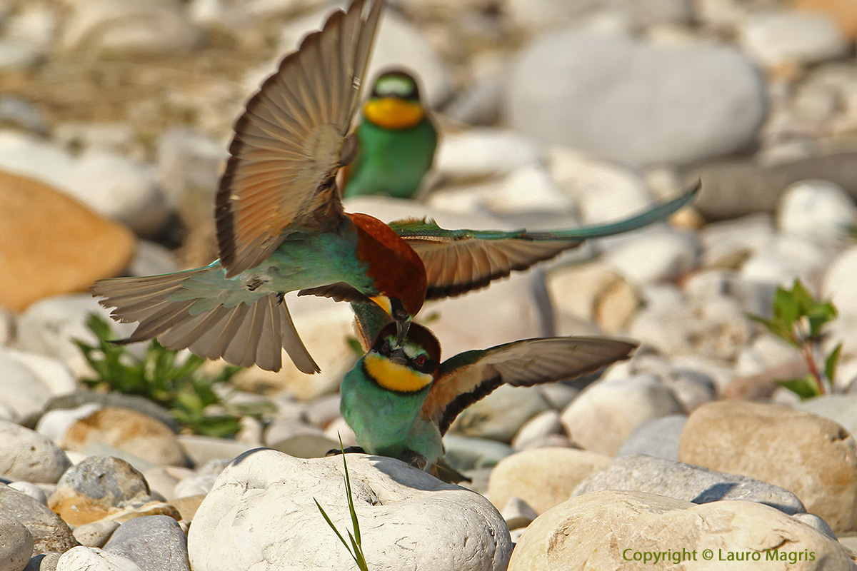 La pizzicata: Ahiaa che male !