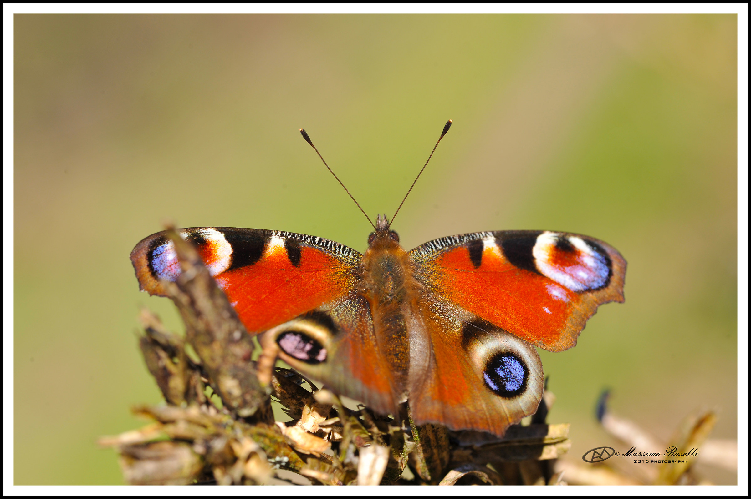 la mia prima farfalla