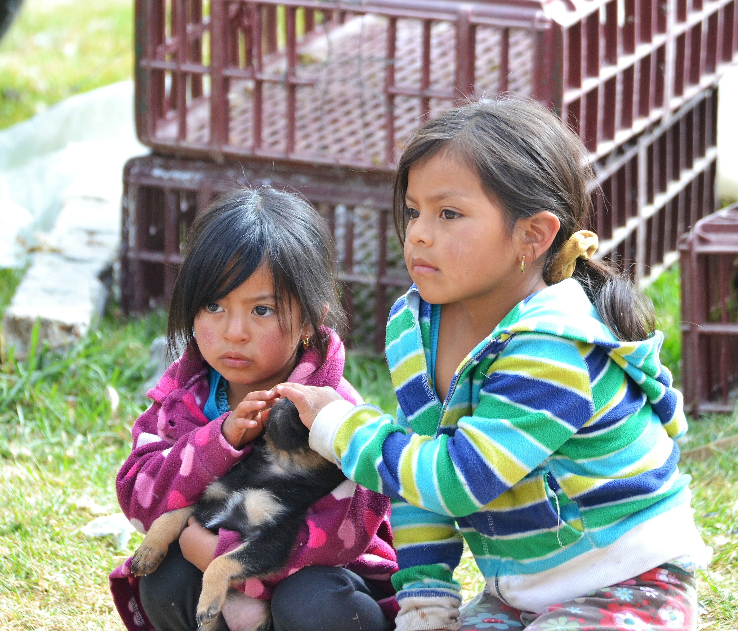 Otavalo animal market