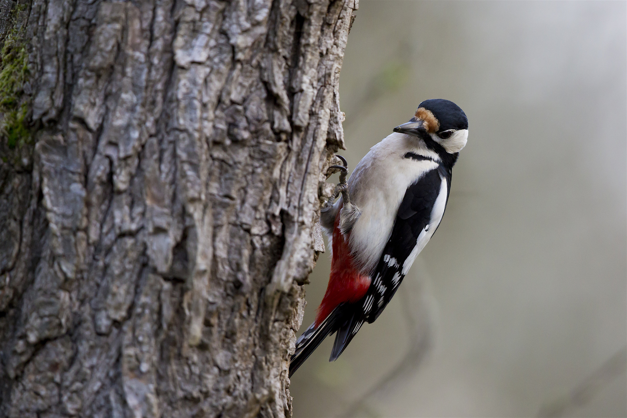 Great Spotted Woodpecker
