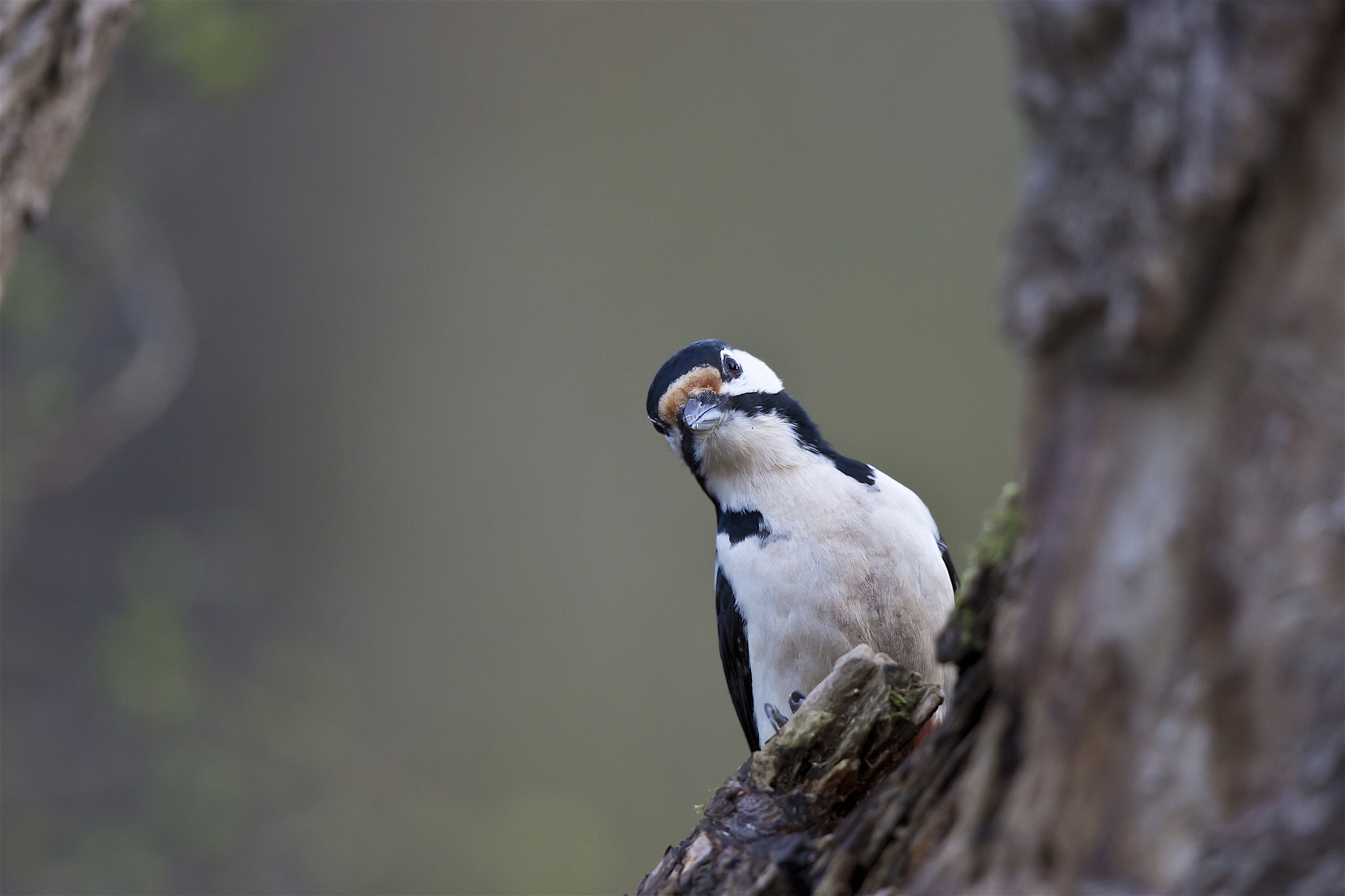 Great Spotted Woodpecker