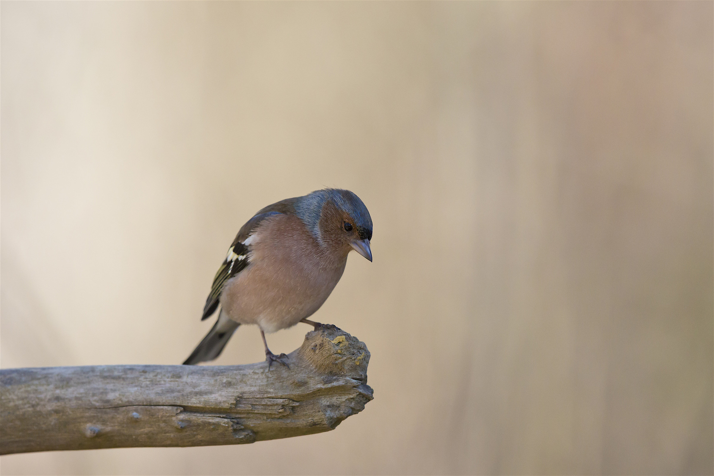 male chaffinch