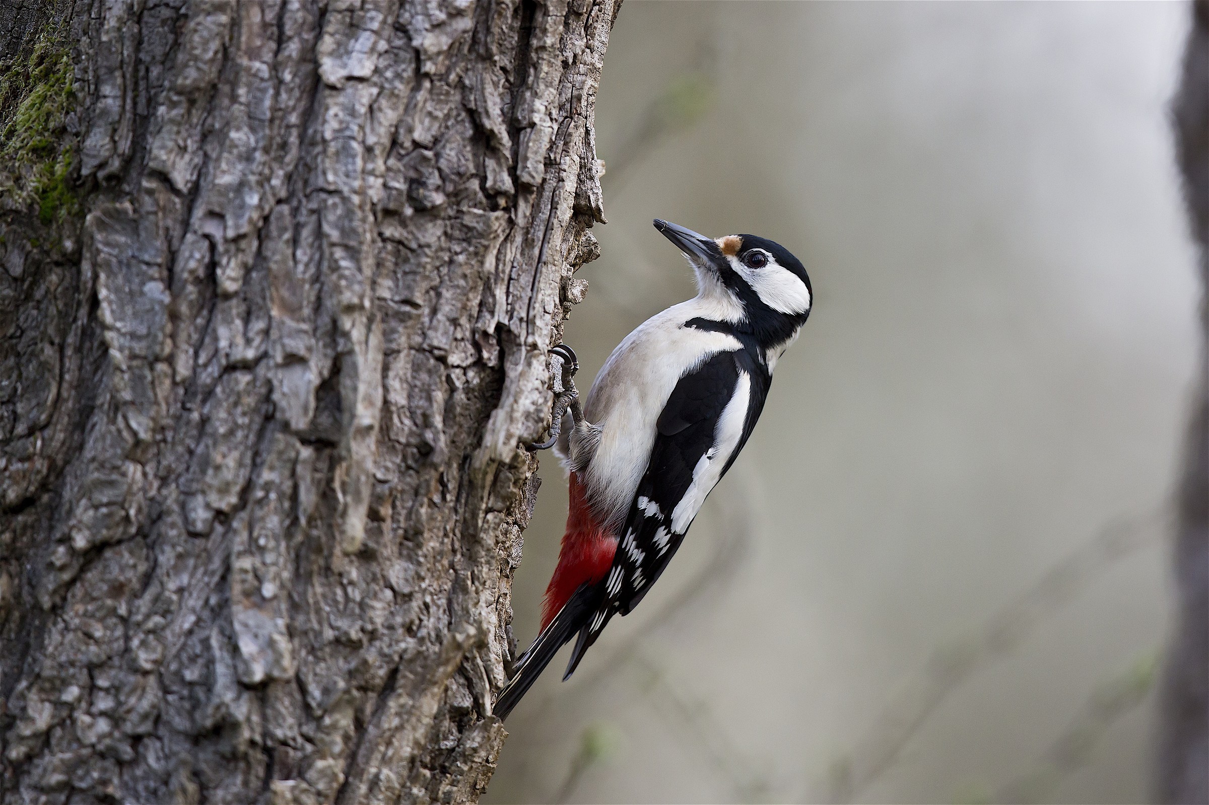 Great Spotted Woodpecker