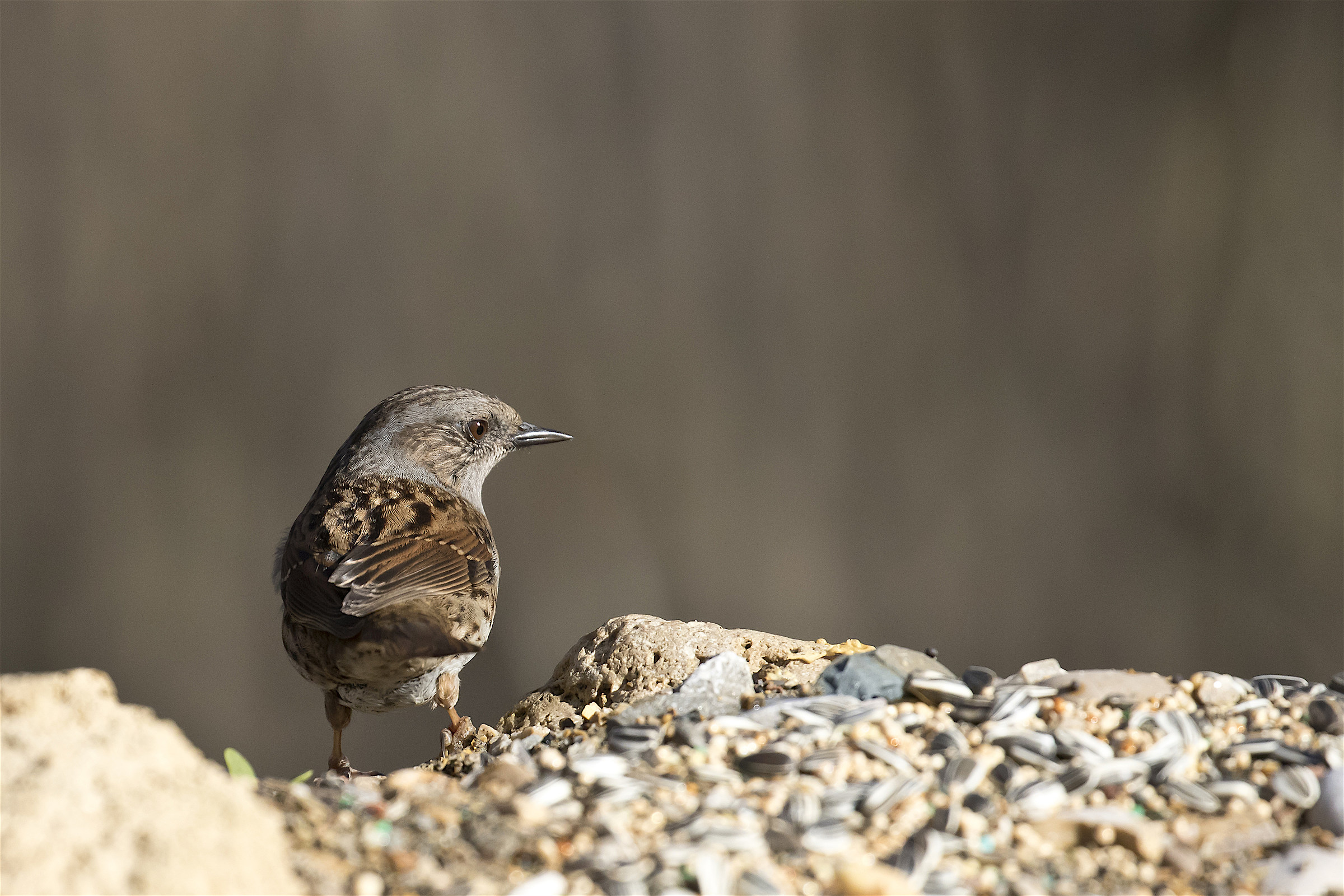Dunnock