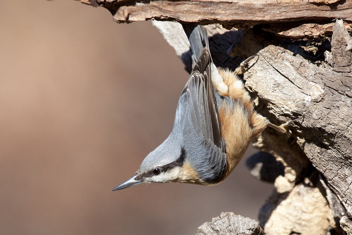 nuthatch
