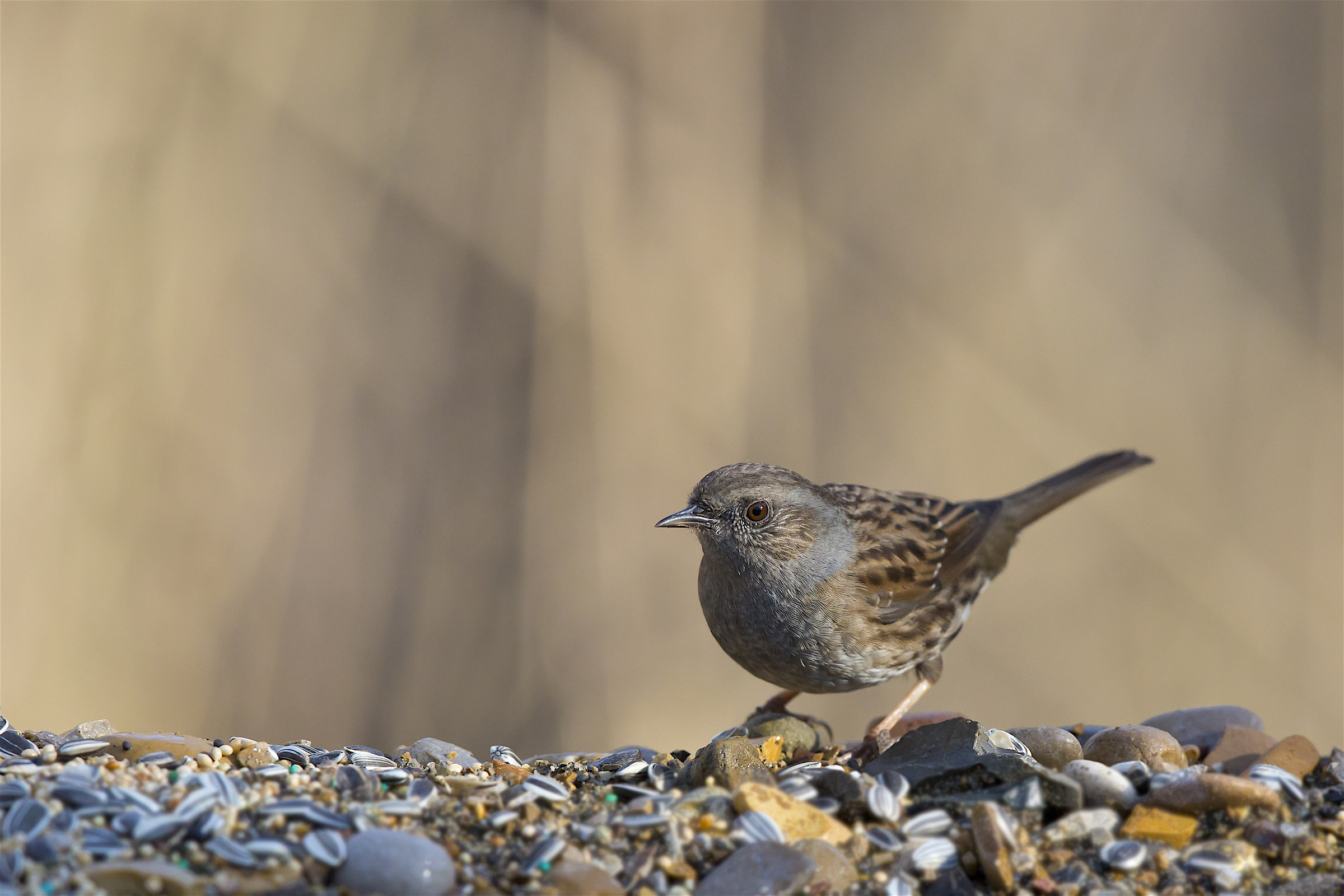Dunnock