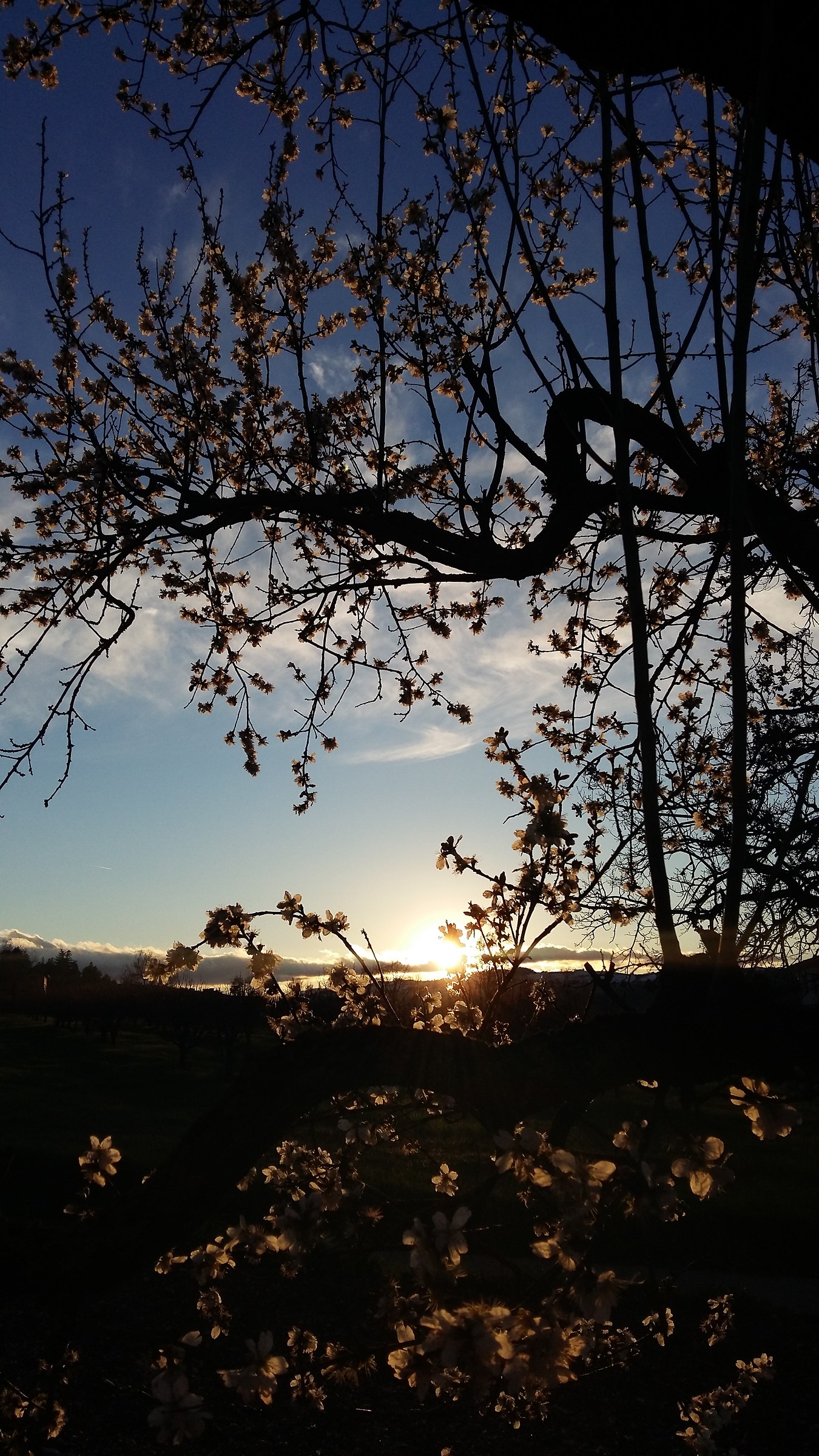 sunset on the almond tree in bloom