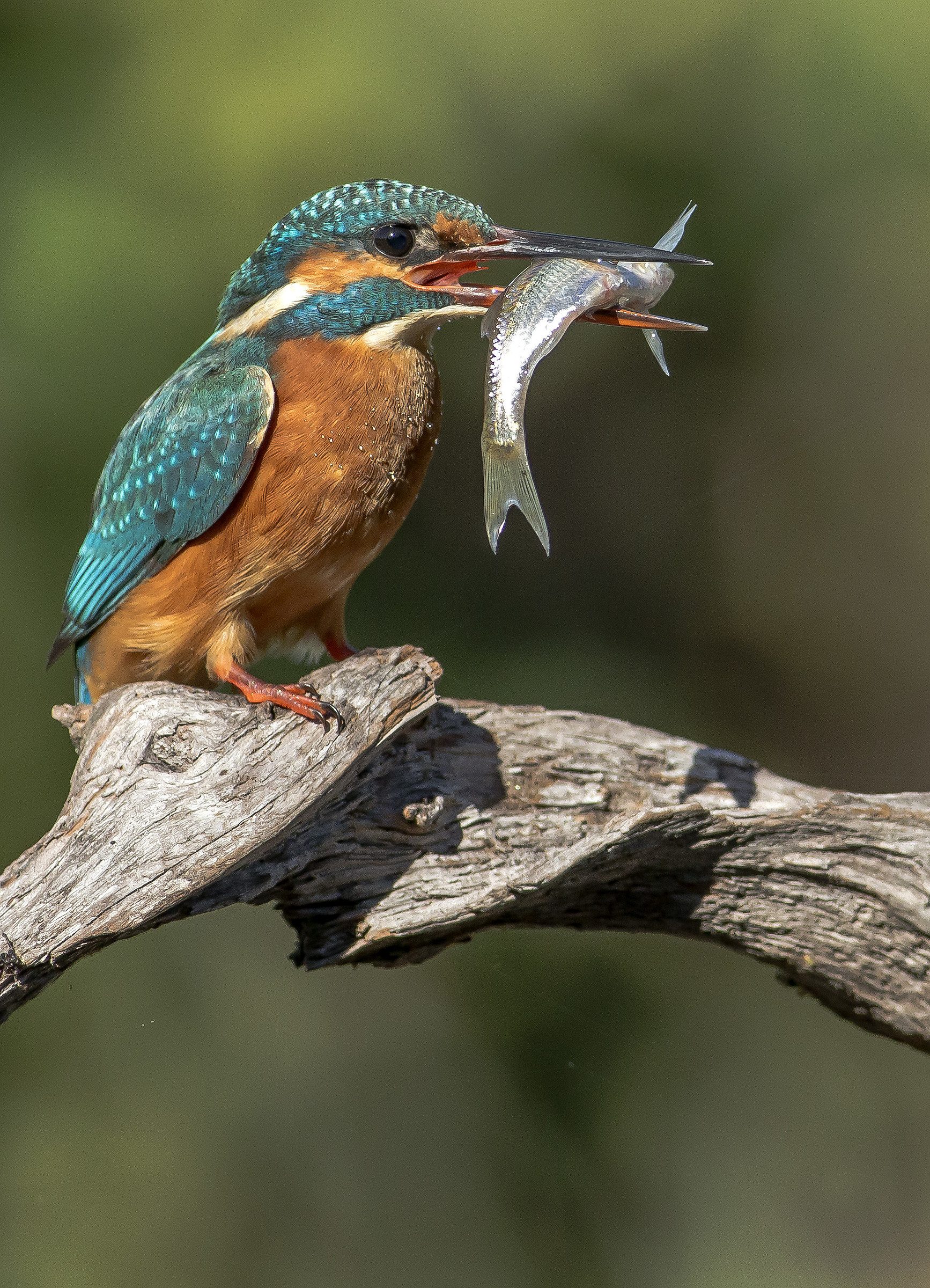 Kingfisher