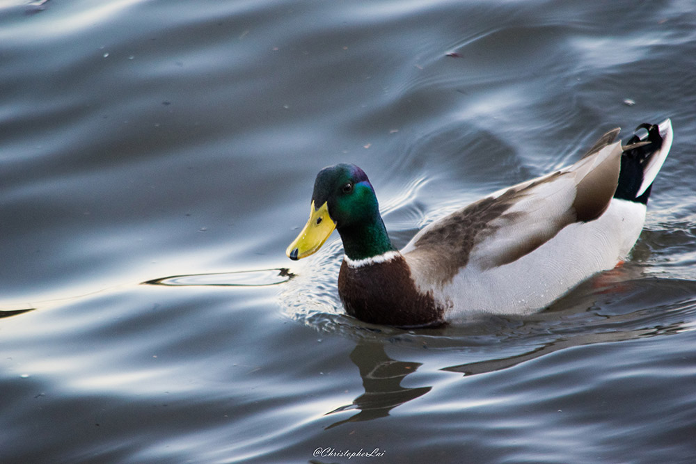 Duck swimming
