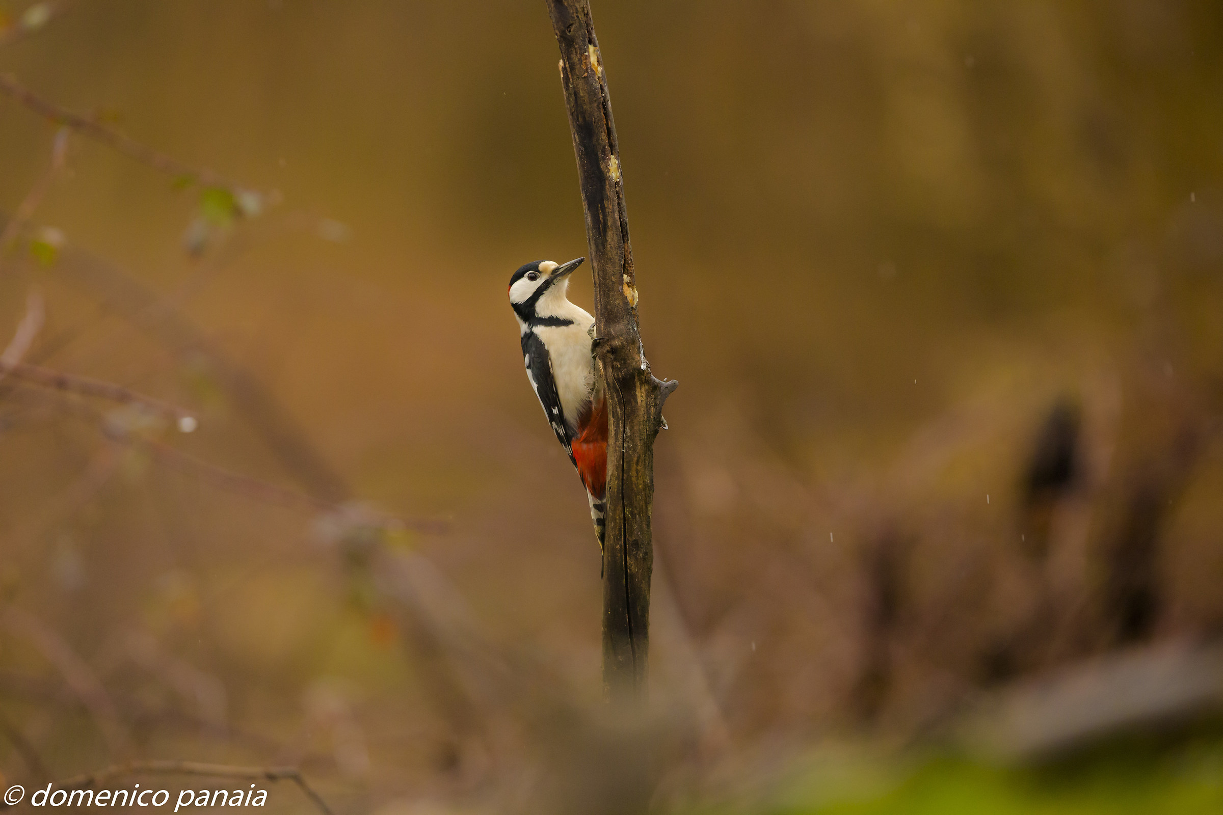 woodpecker between colors