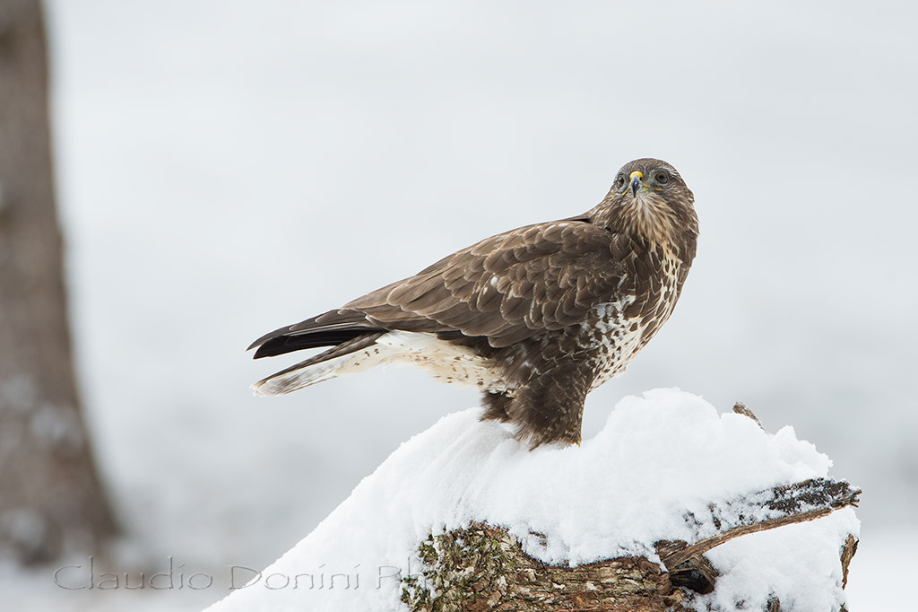 Buzzard in white