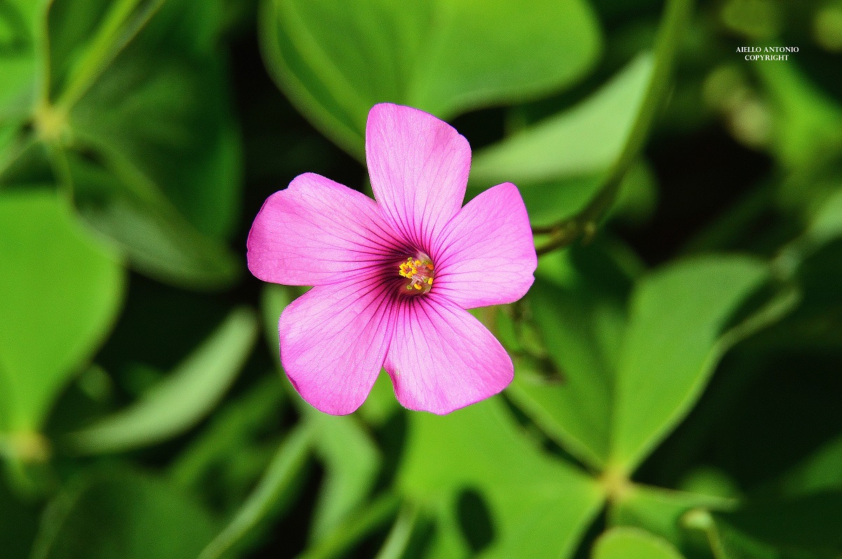 Oxalis articulata