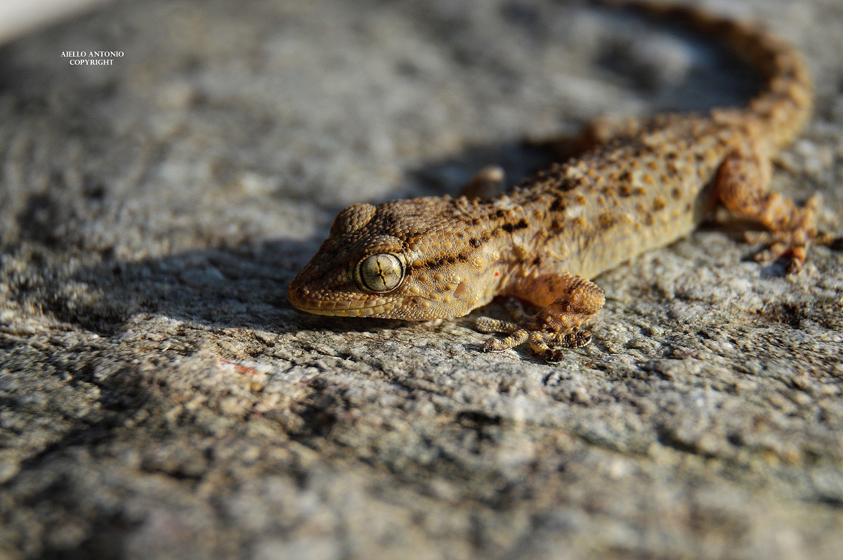 Tarentola muritanica