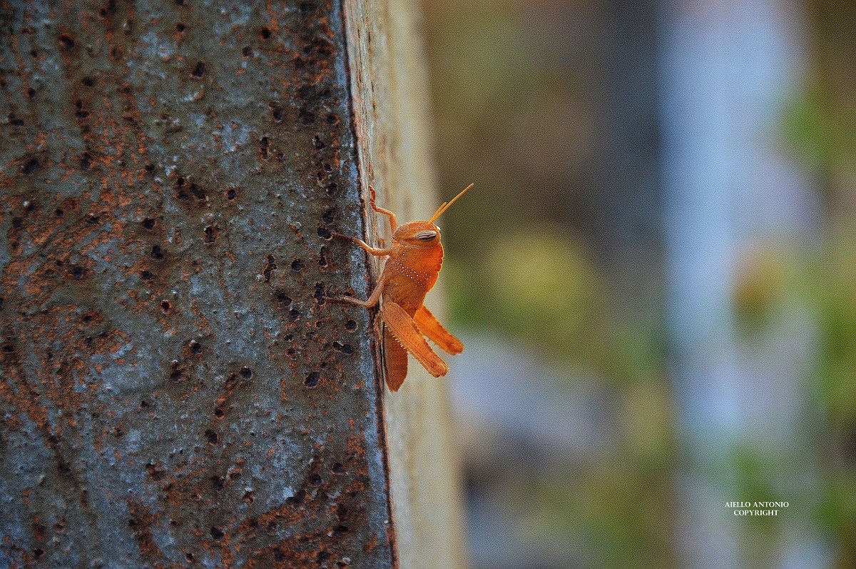 Anacridium aegyptium nymph