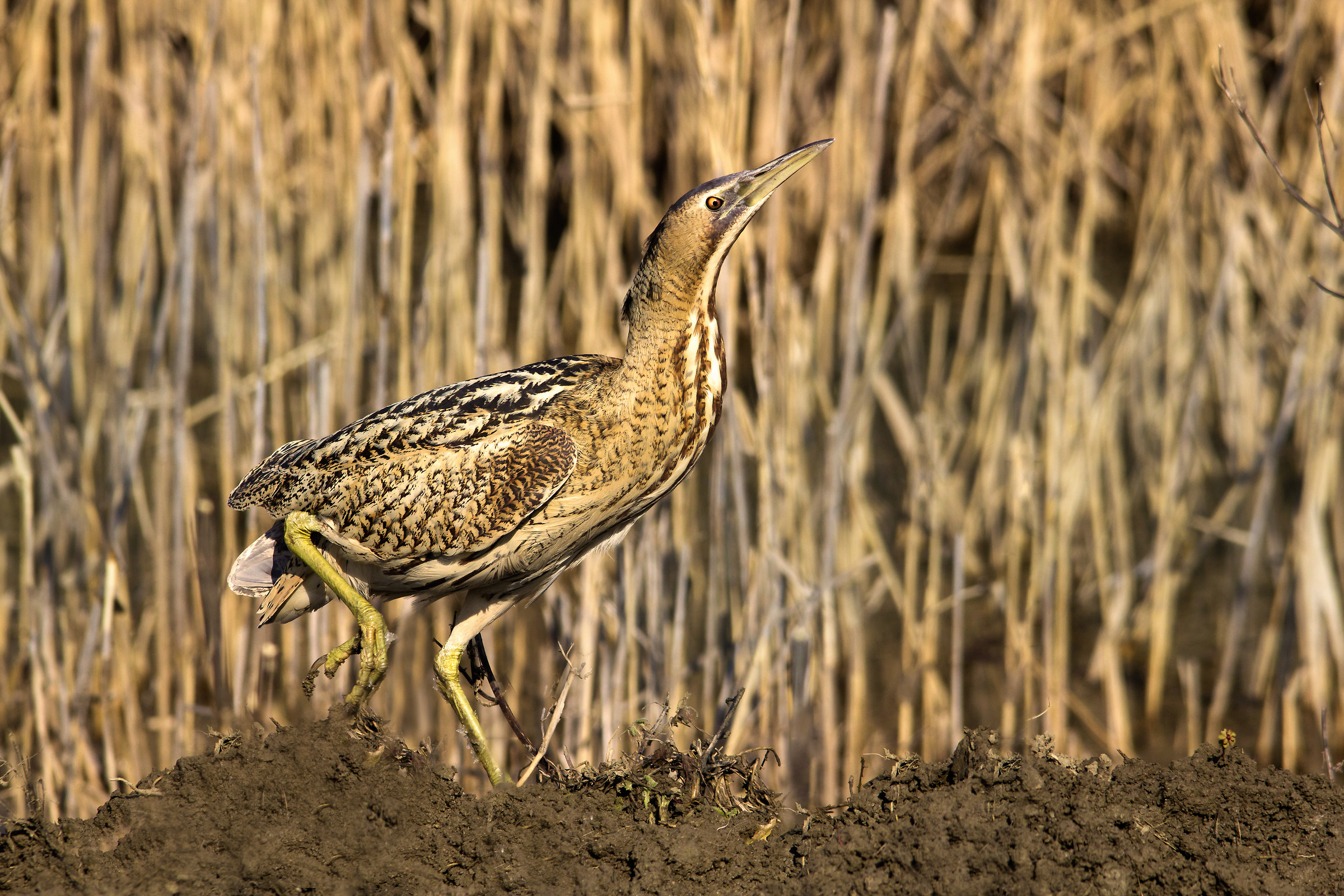 bittern,
