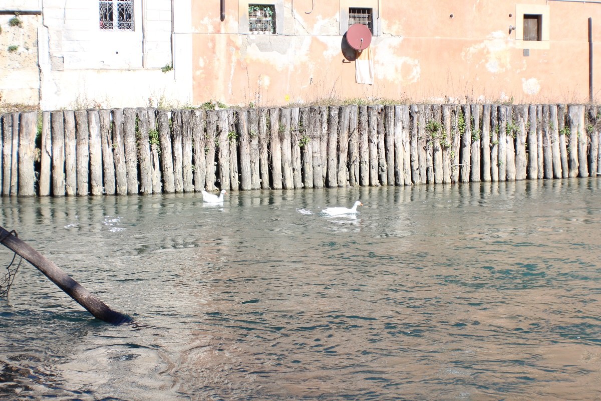velino
