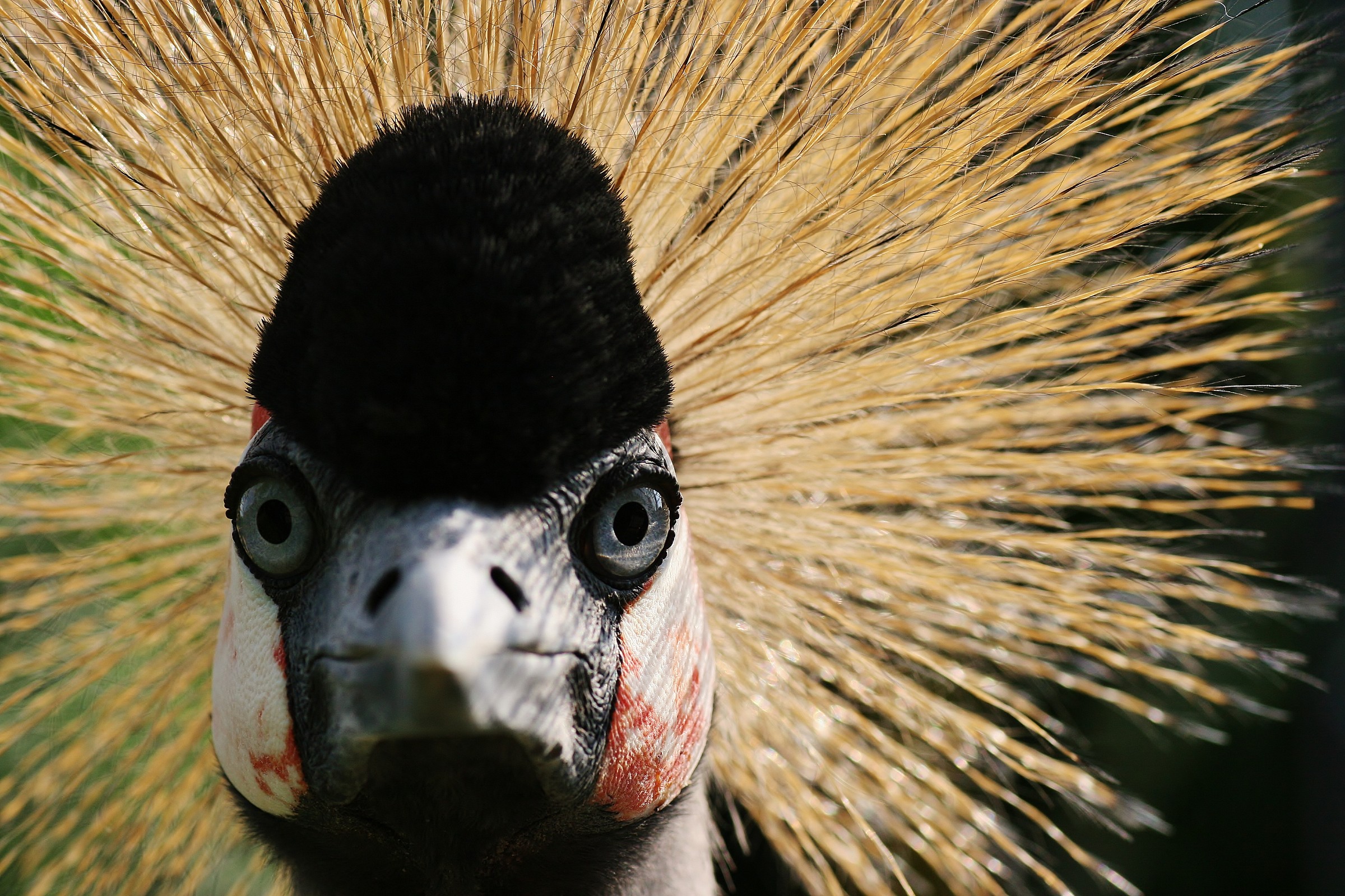 Uccello in cattività ritratto