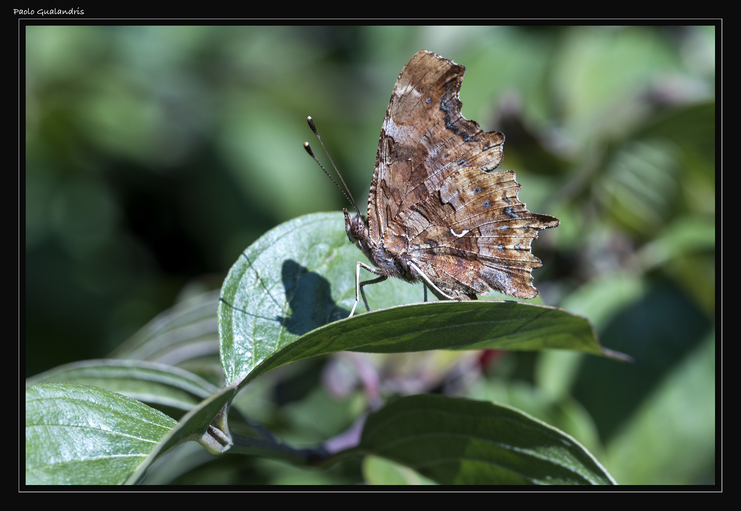 Polygonia C-album
