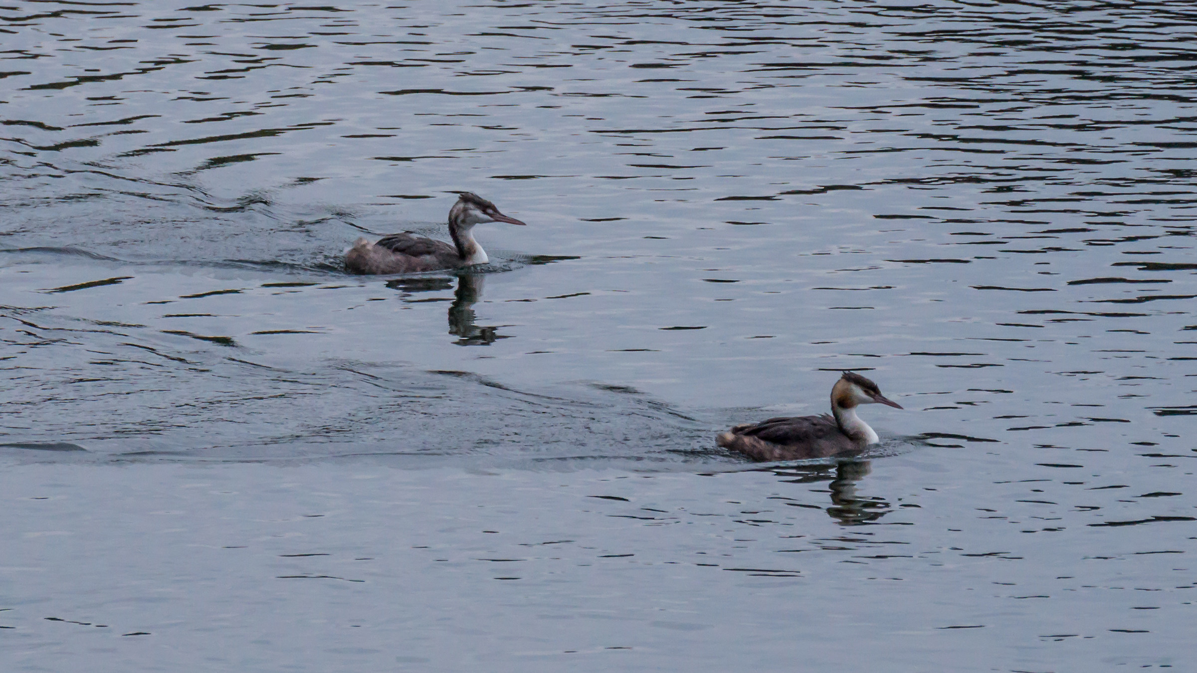 Grebe with grown-chick