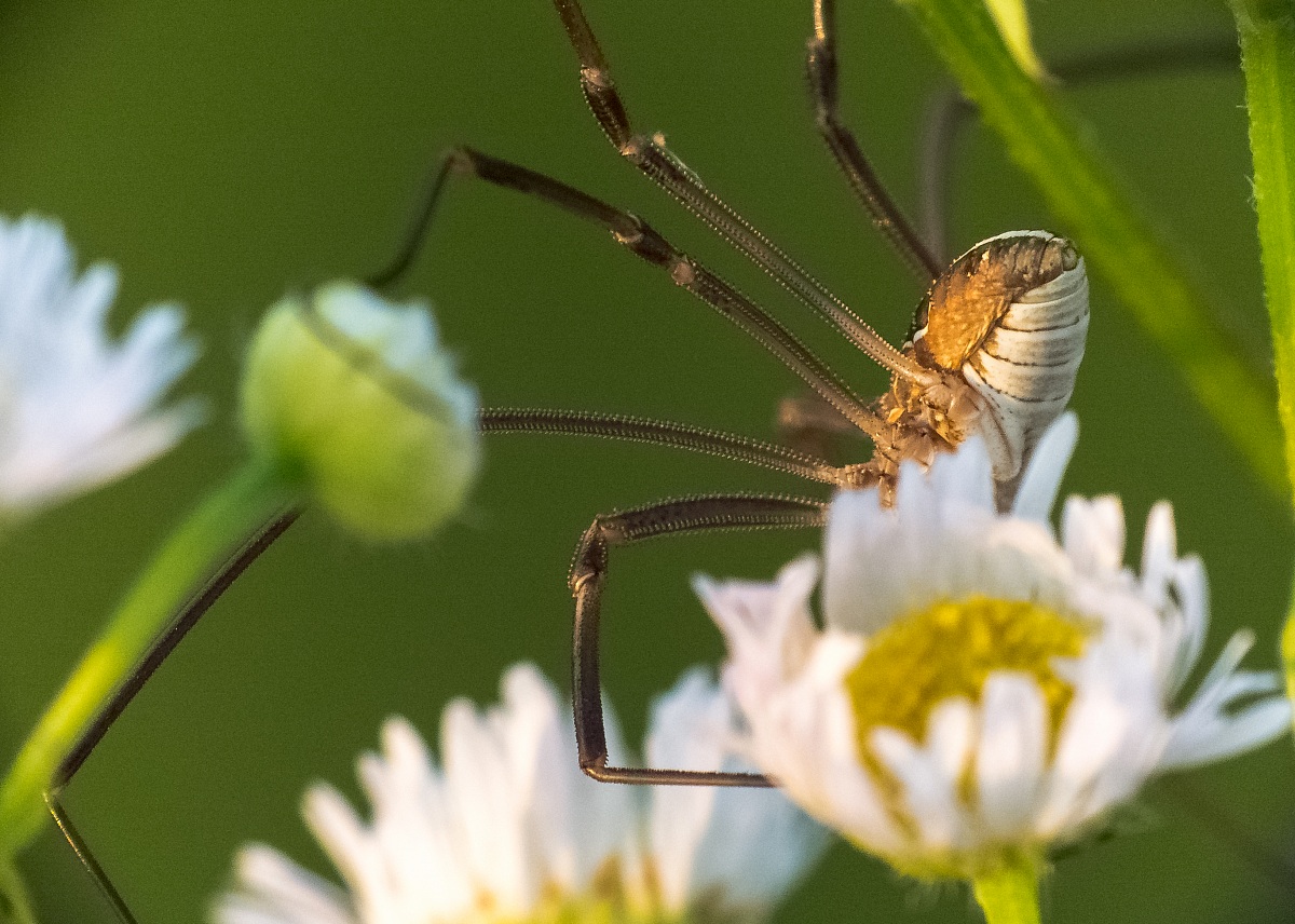 Zompettando between the daisies ...