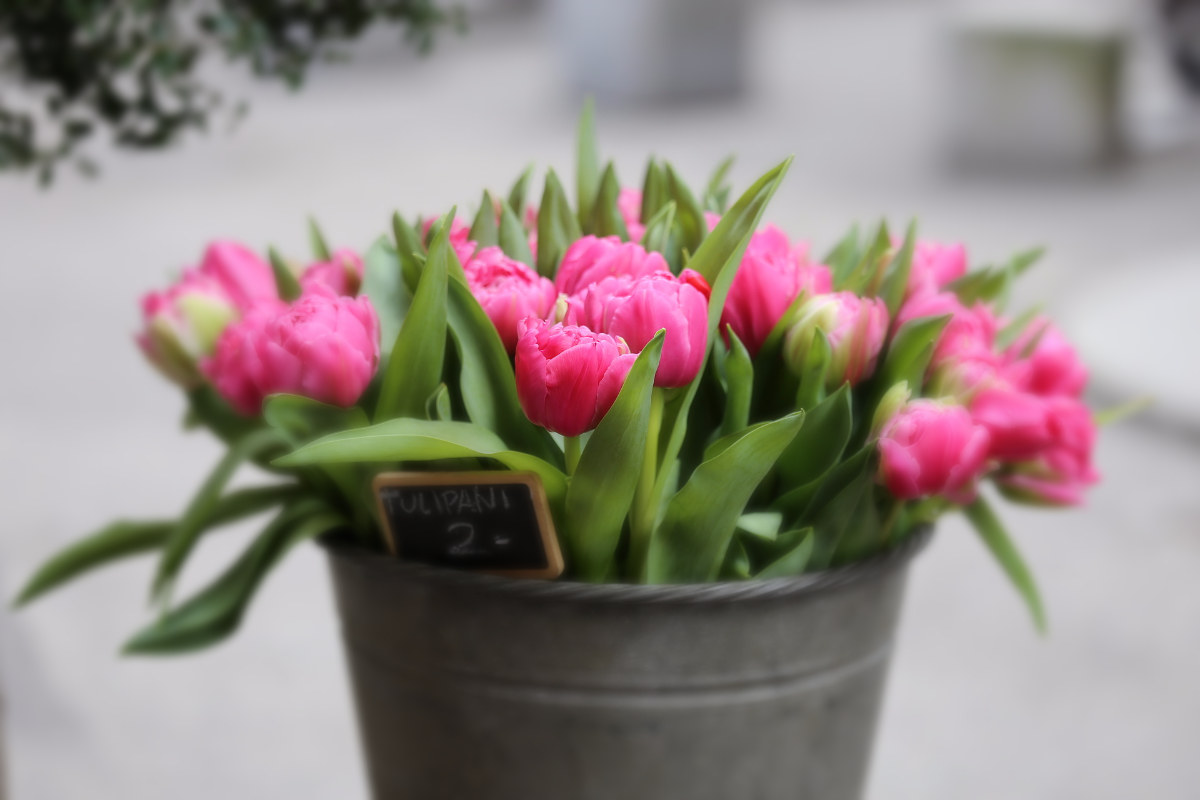 Cheap Tulips...