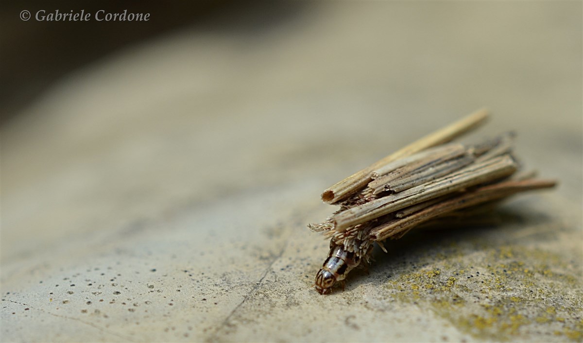 Larva di Psyche casta