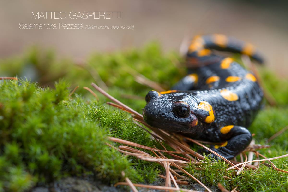 Spotted salamander (Salamandra salamandra)