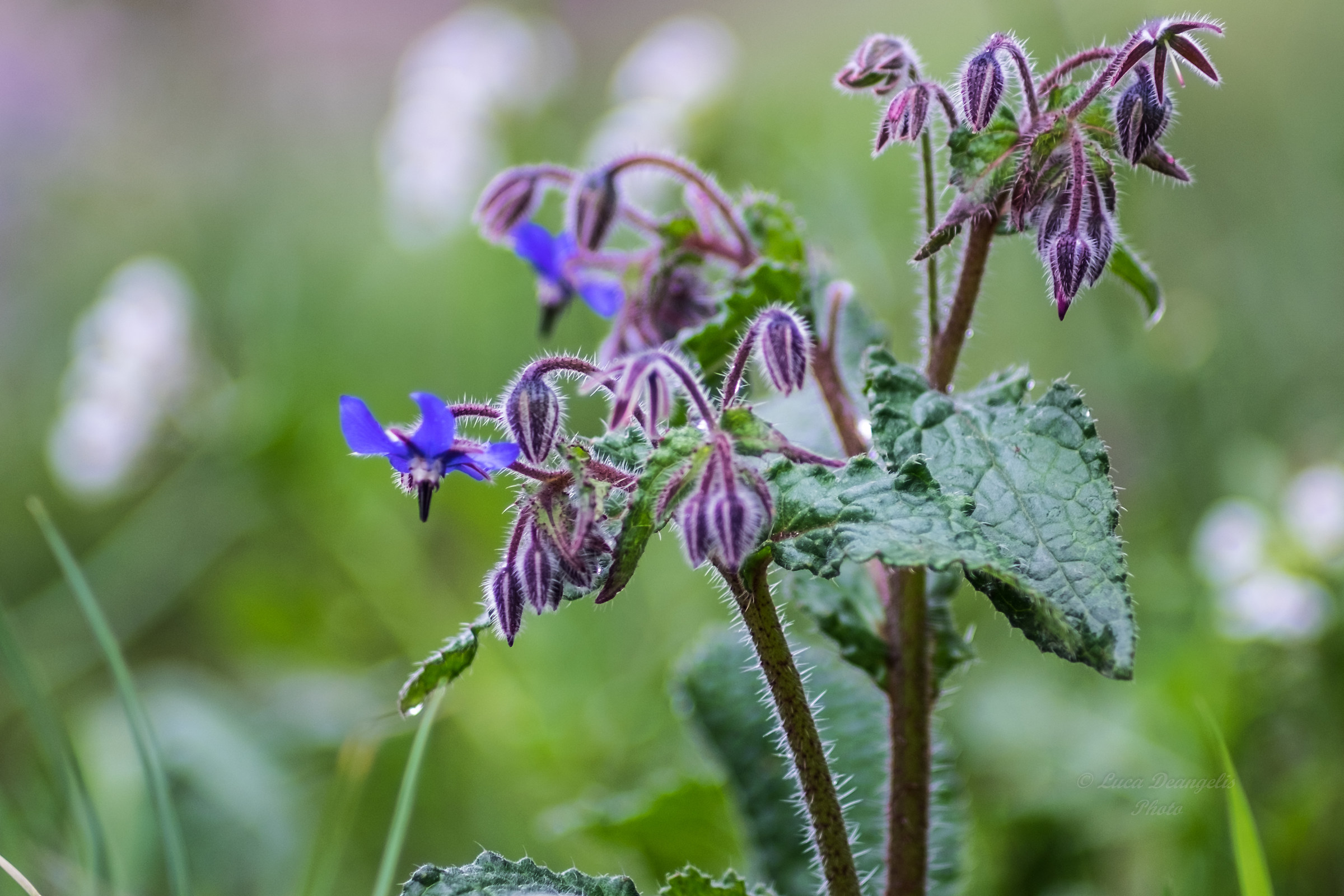 borage