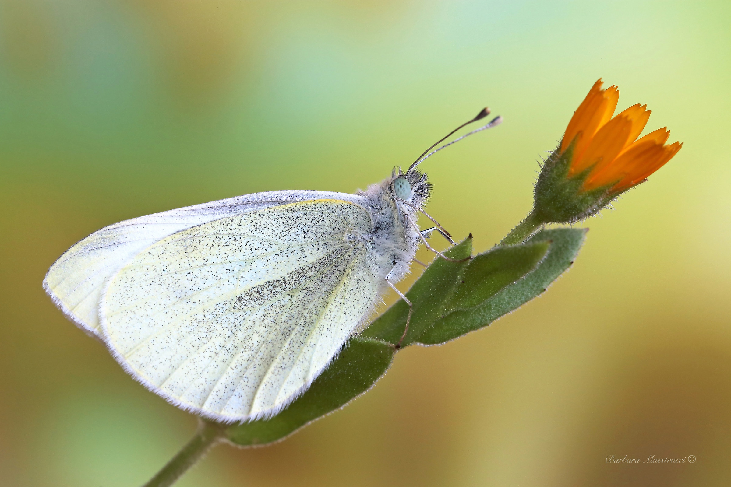 For February butterflies ..