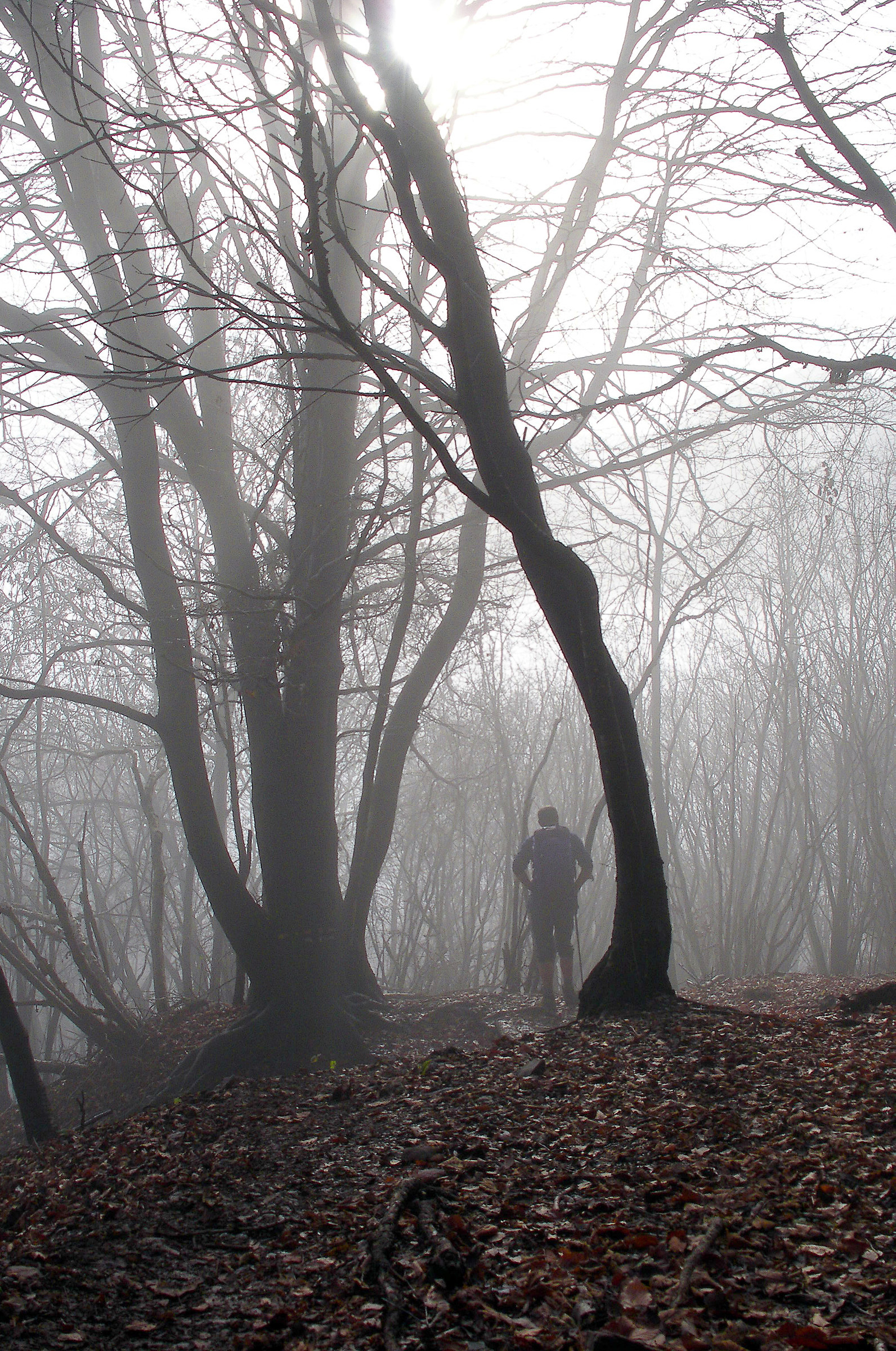 Backlit (the Canzo woods)