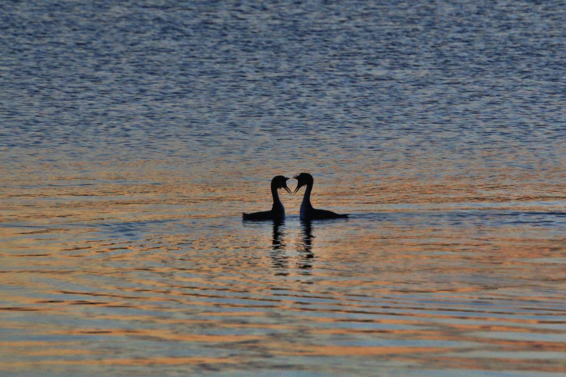 Les Amoureux de Peynet