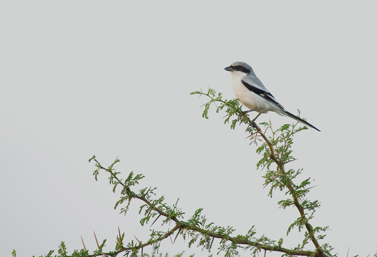 Southern grigio Shrike in Te ultimi raggi di luci della sera...