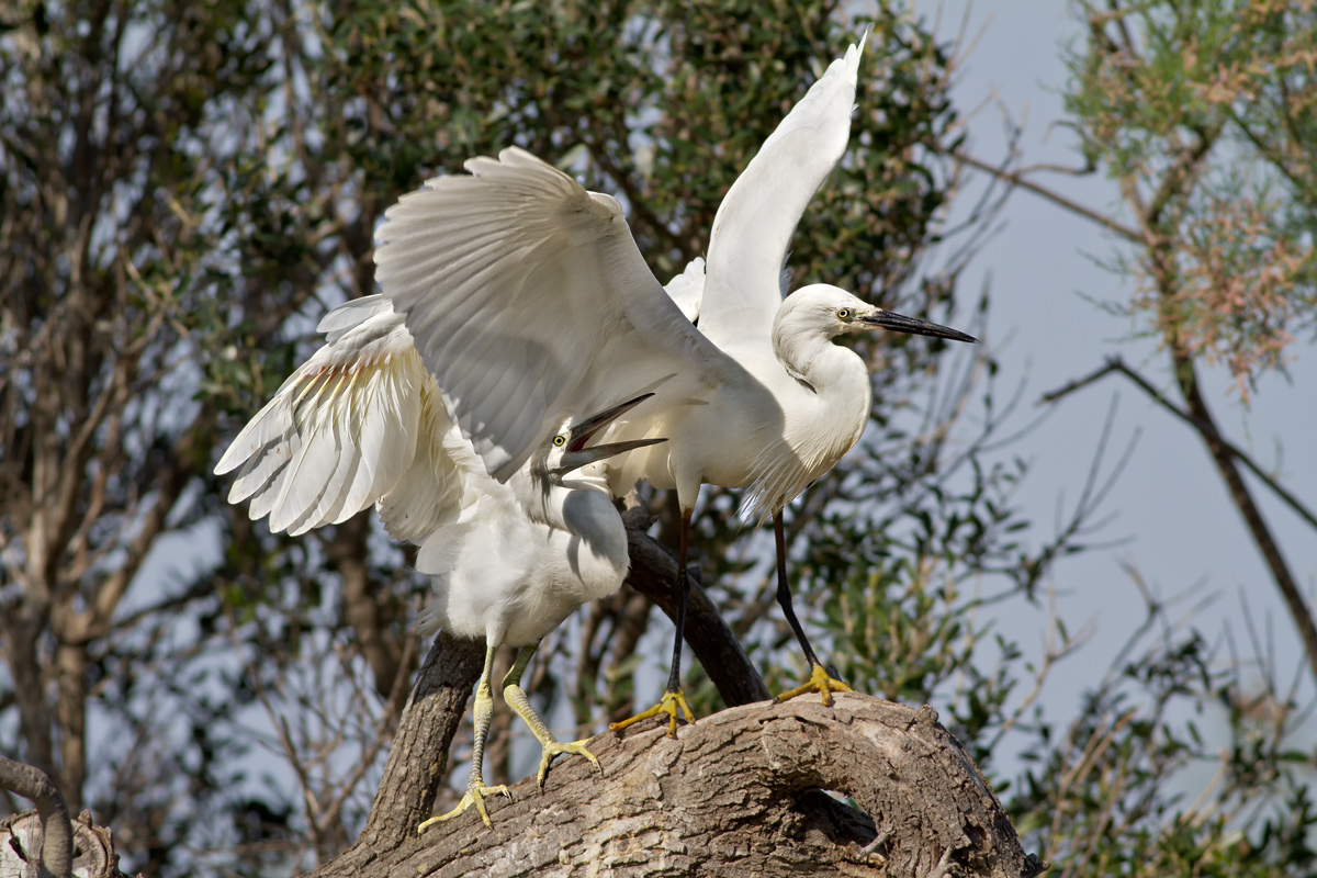 Garzetta - Madre con prole