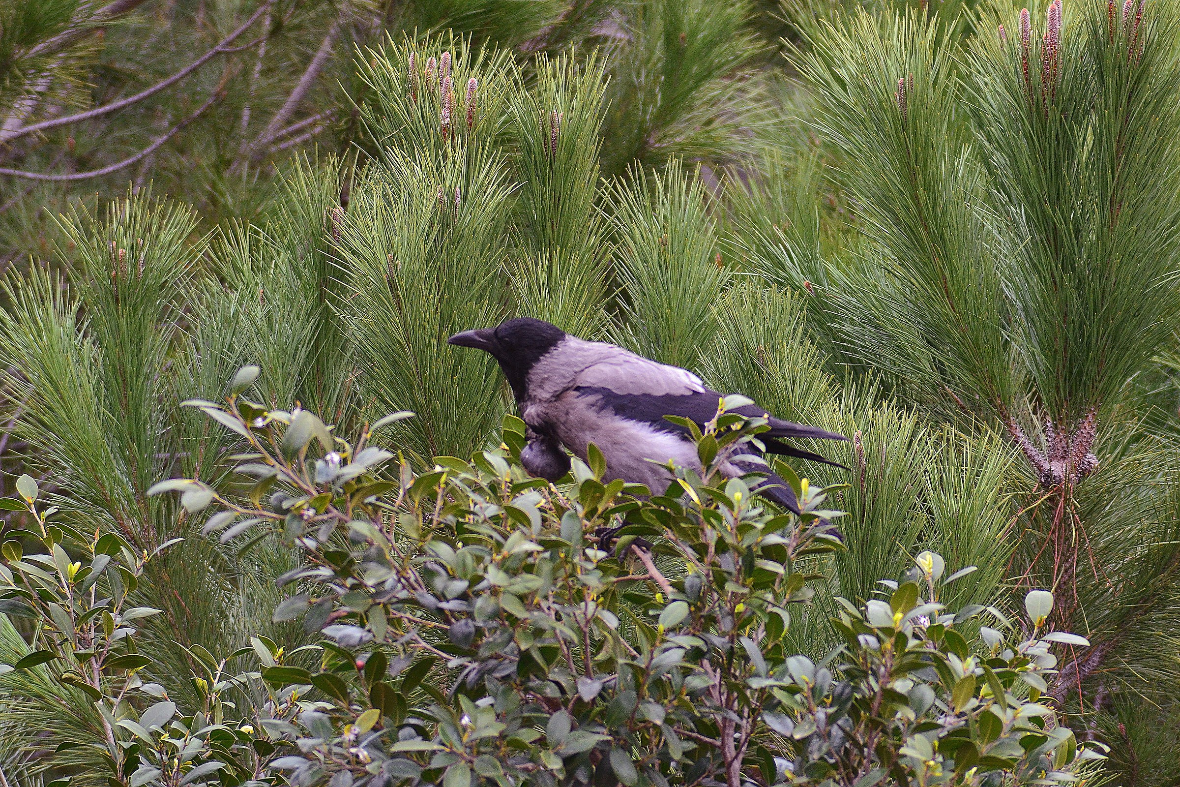 Tumore in Cornacchia Grigia