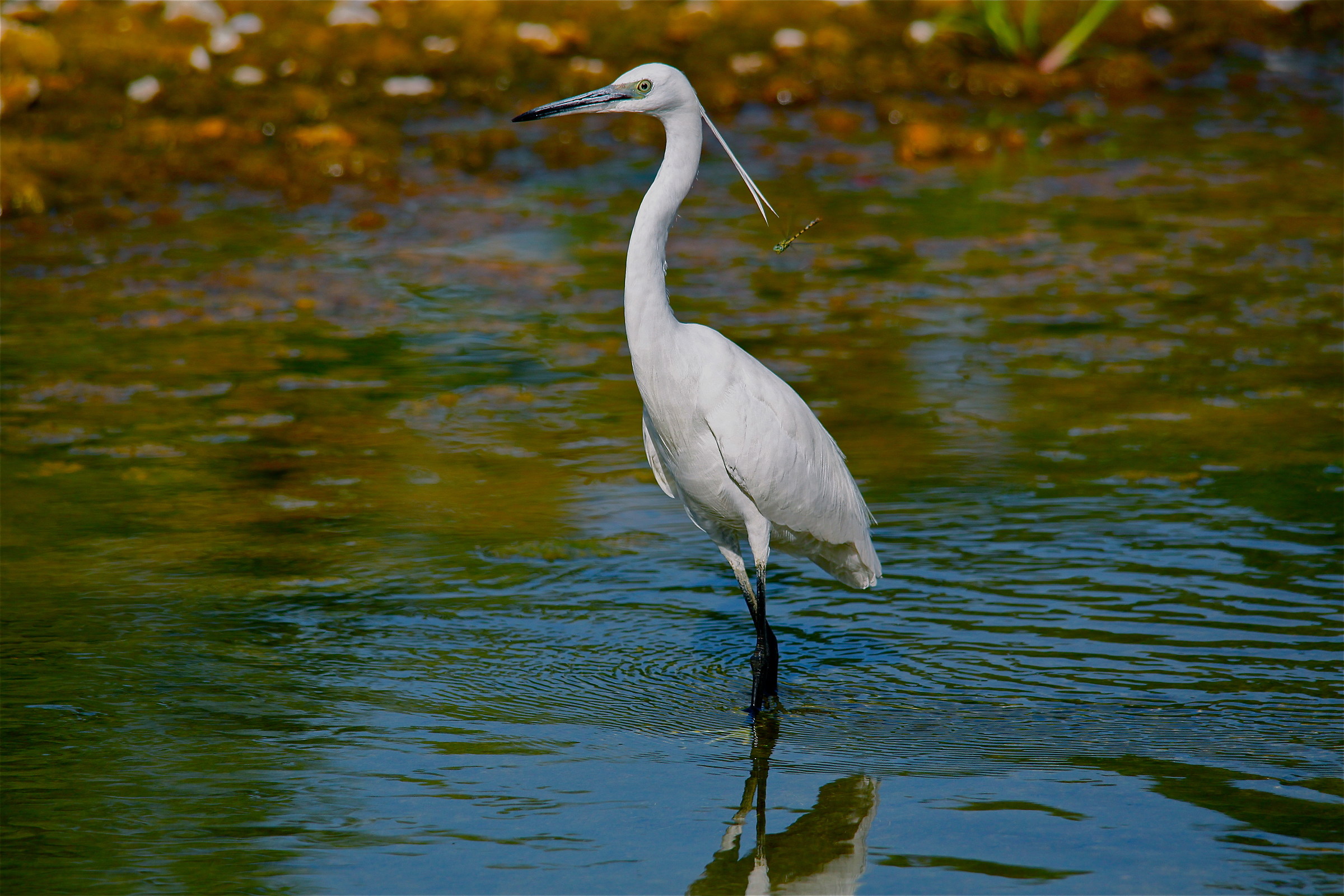 egret and dragonfly