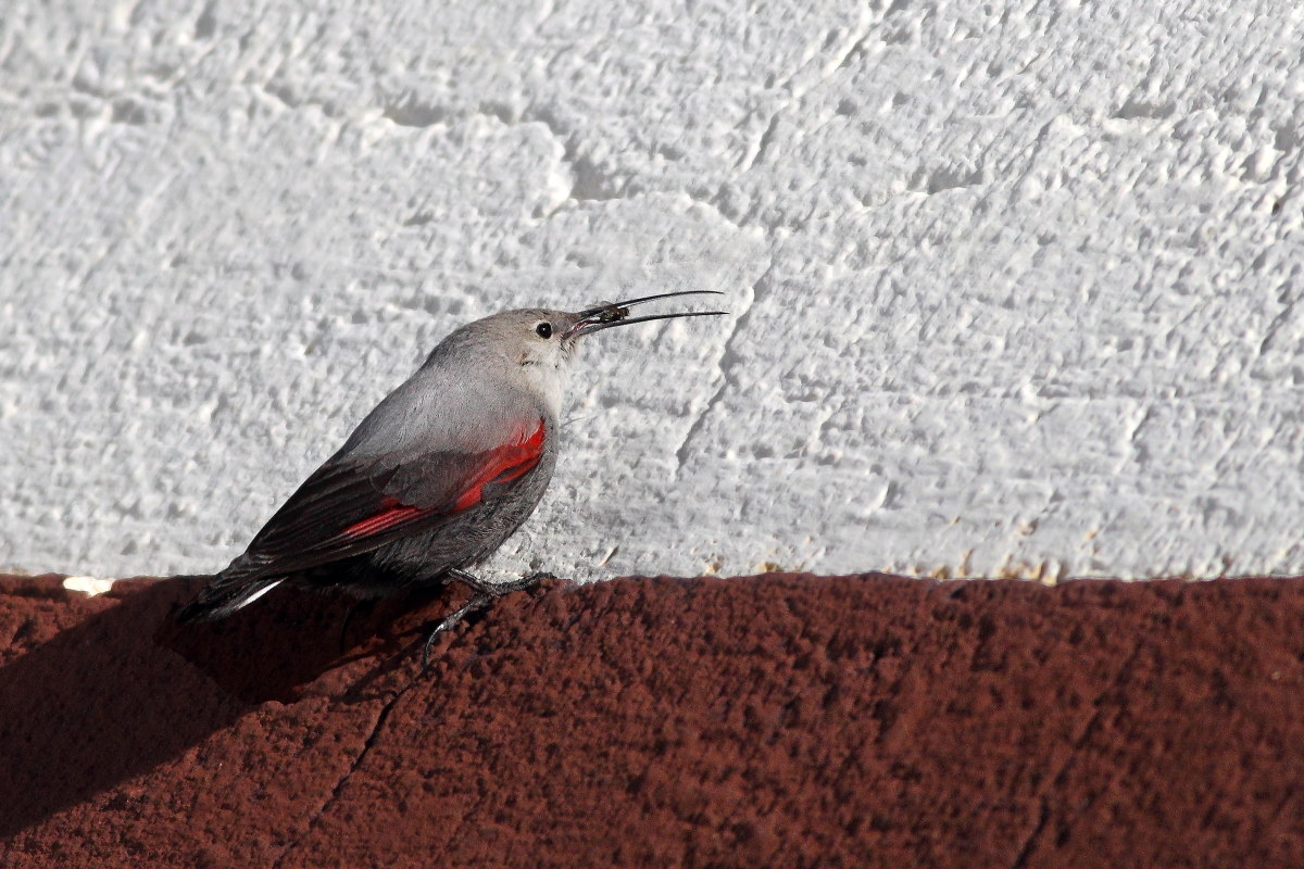 wallcreeper