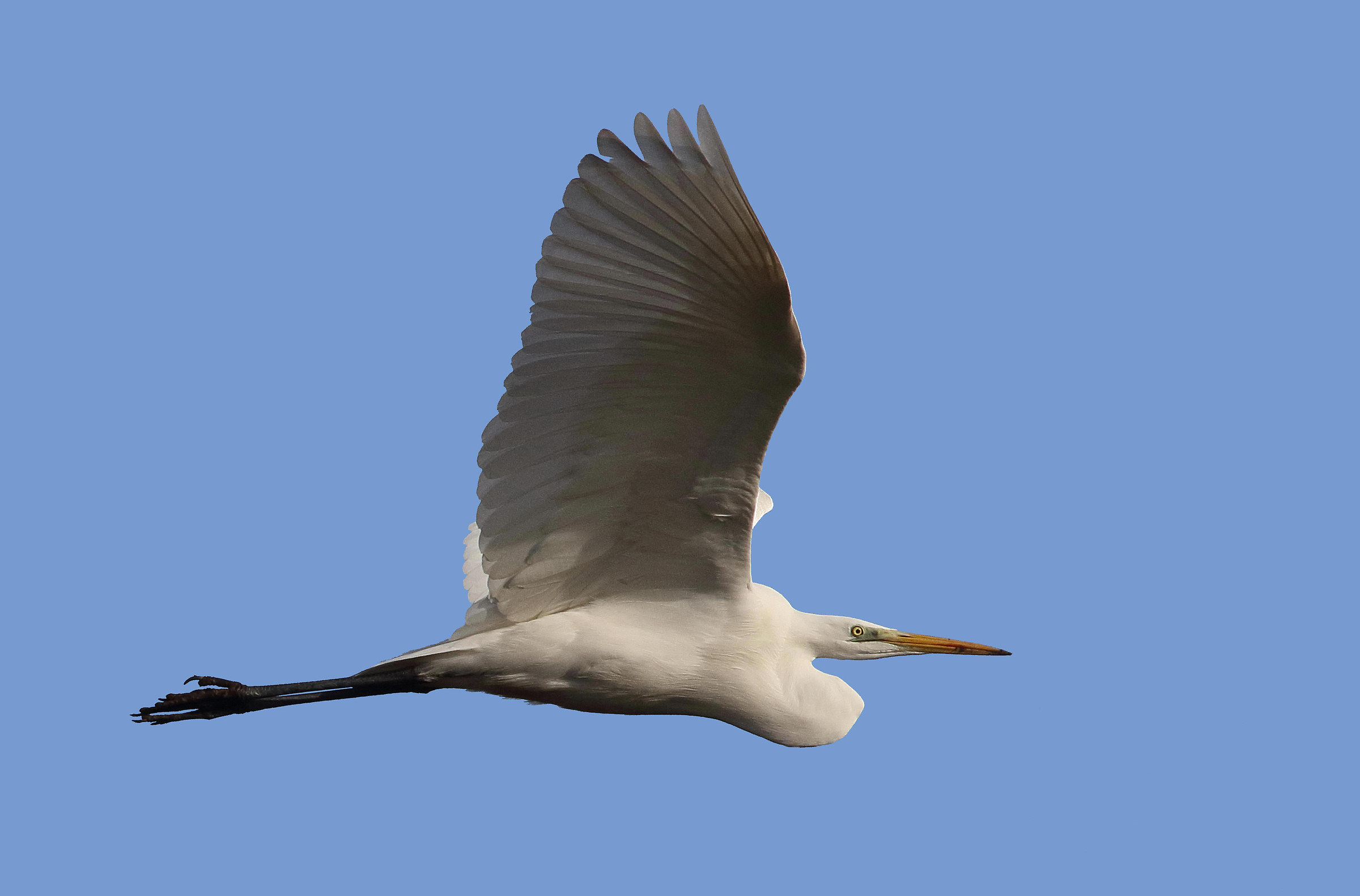 great white heron