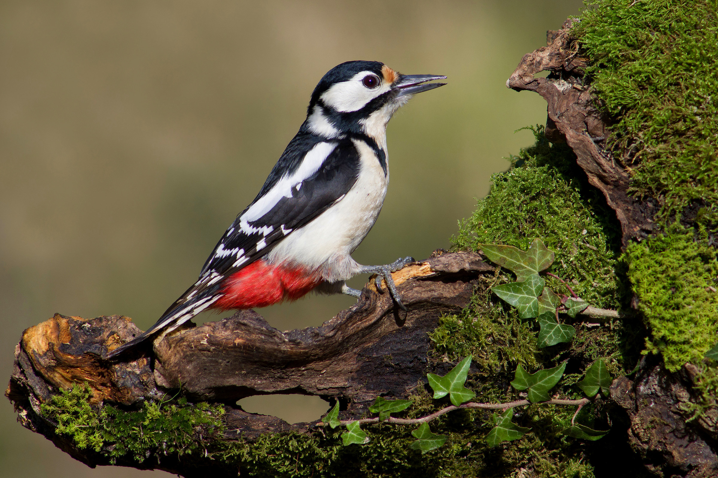 Great Spotted Woodpecker (female)