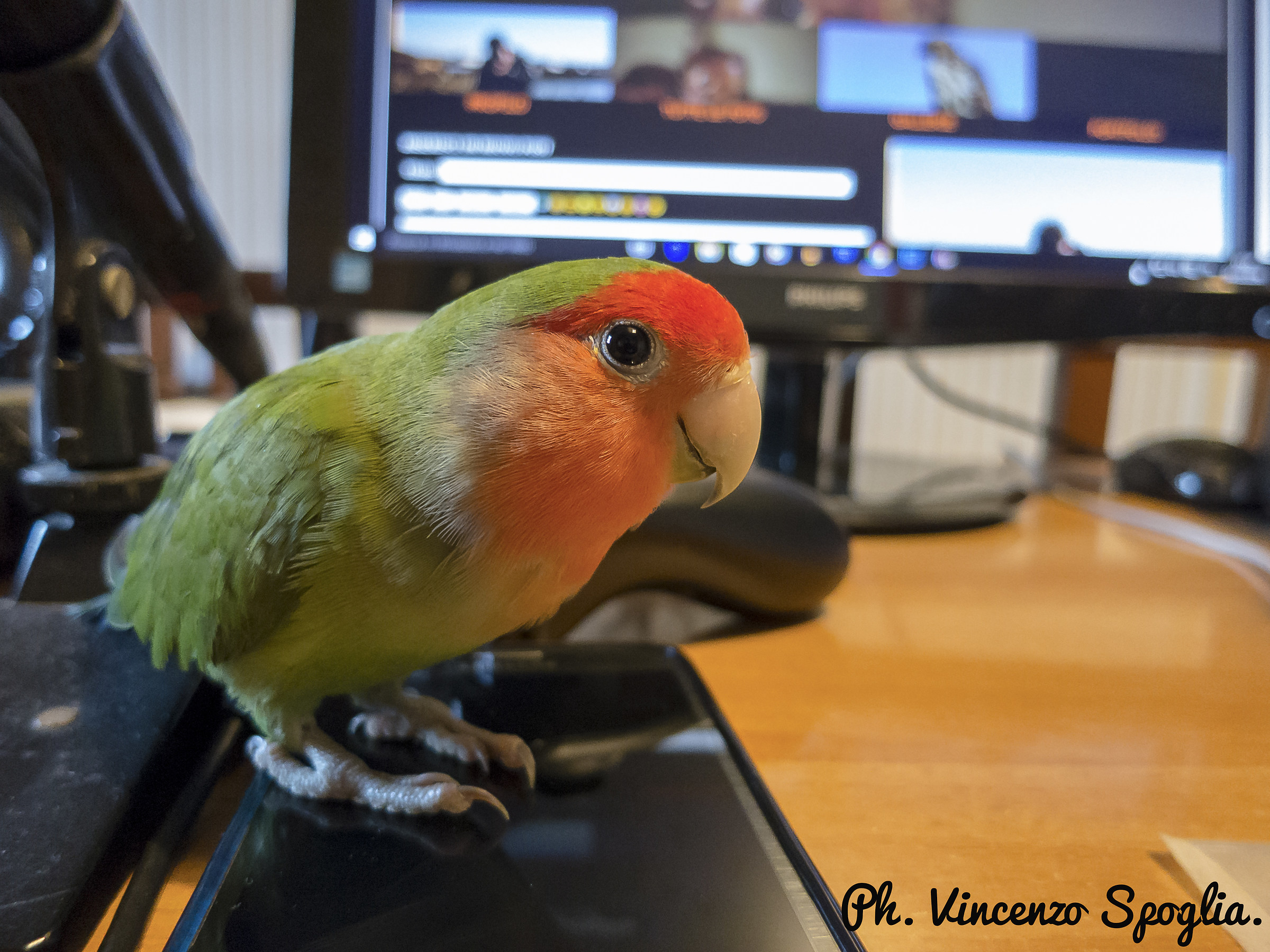 Un saluto a tutti gli utenti Juza da Piggi :)