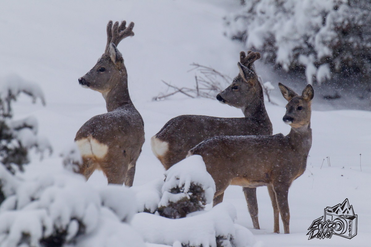 Sotto una nevicata...