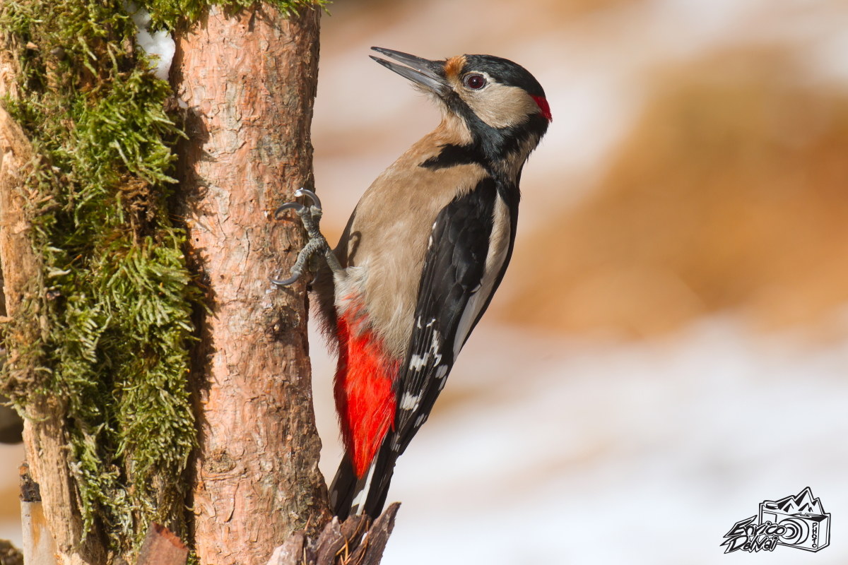 Picchio rosso maggiore..